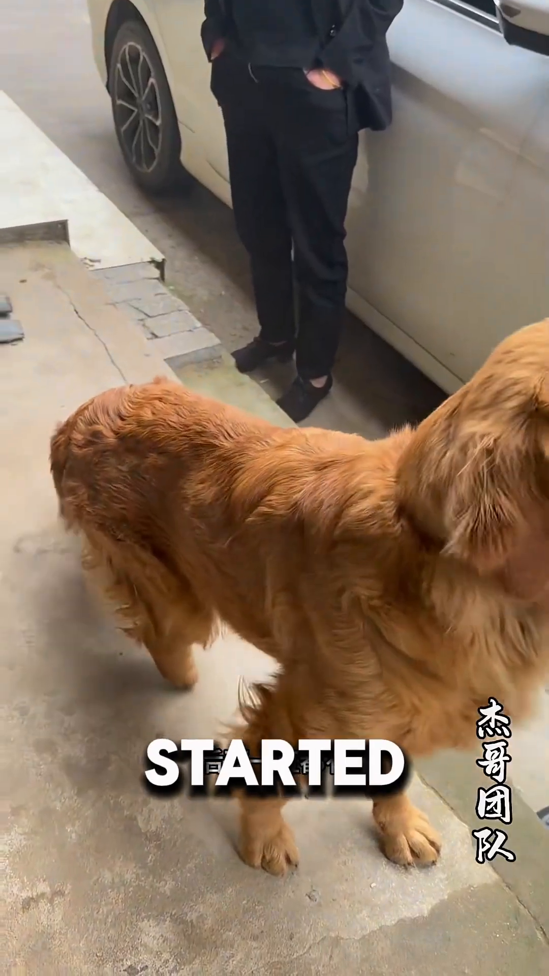 The golden retriever wags his tail as a person pets him.