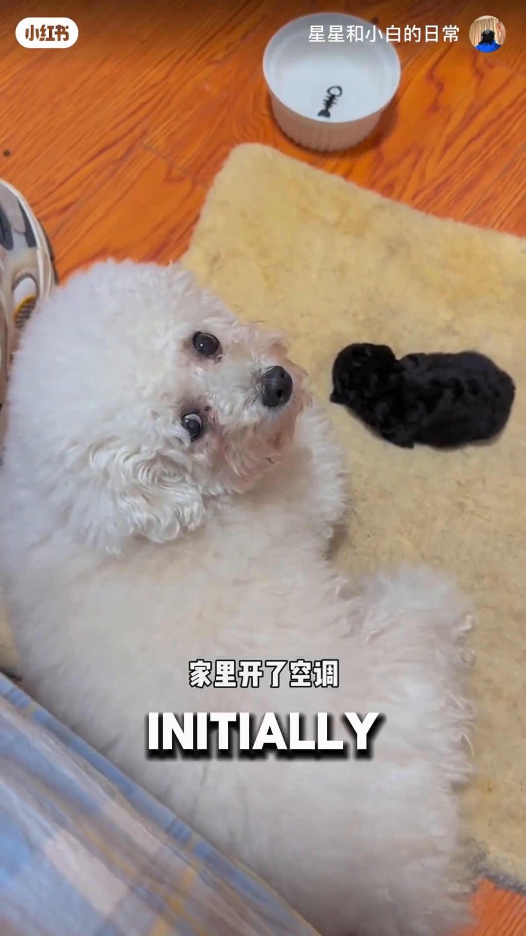 The tiny black puppy nurses from the larger white dog.