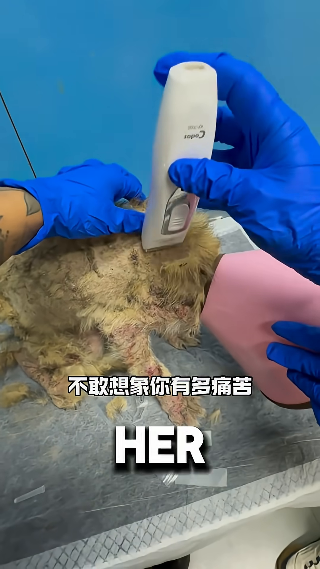 A close-up of a vet shaving the matted and infected fur off a dog.