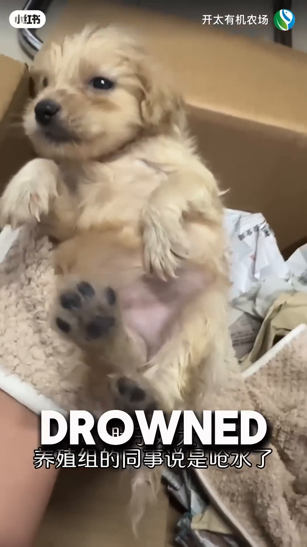 The puppy is wrapped in a towel, looking weak and shivering.