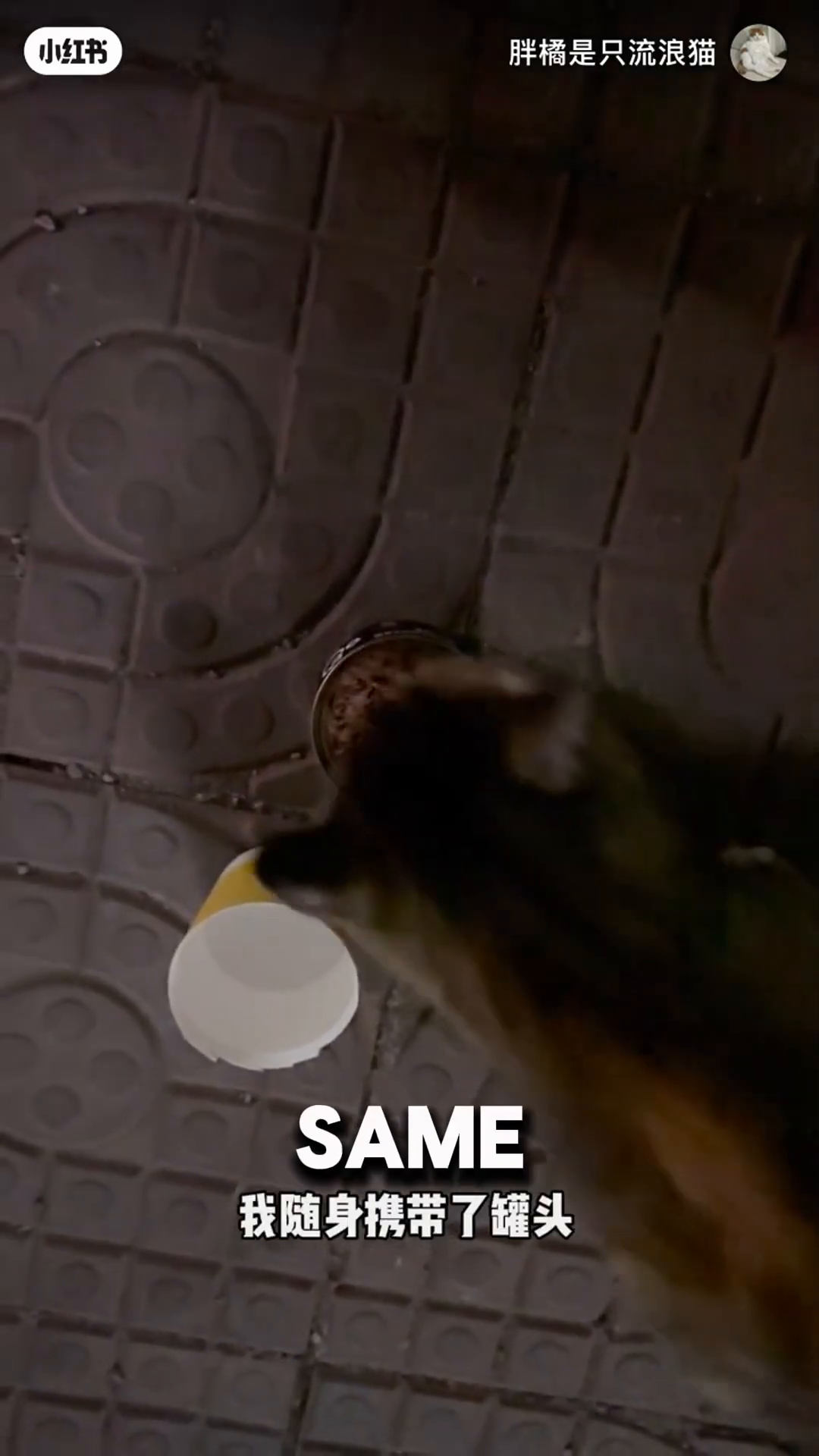 A tabby cat is inside a pet carrier, looking out.