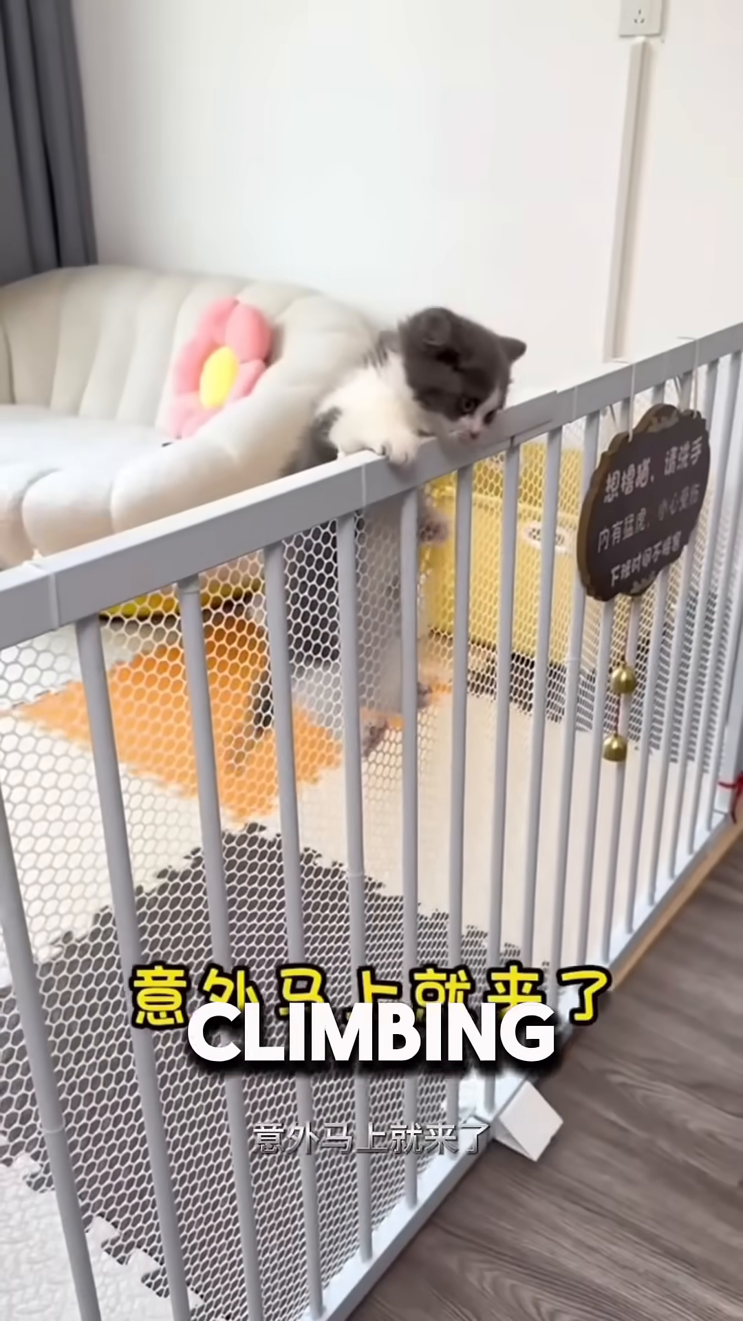 A kitten looking out a window, with a hint of longing in its eyes.