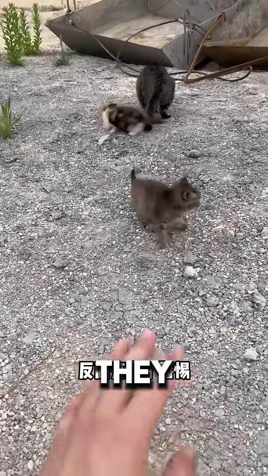 A mother cat nudging her kittens towards a person.