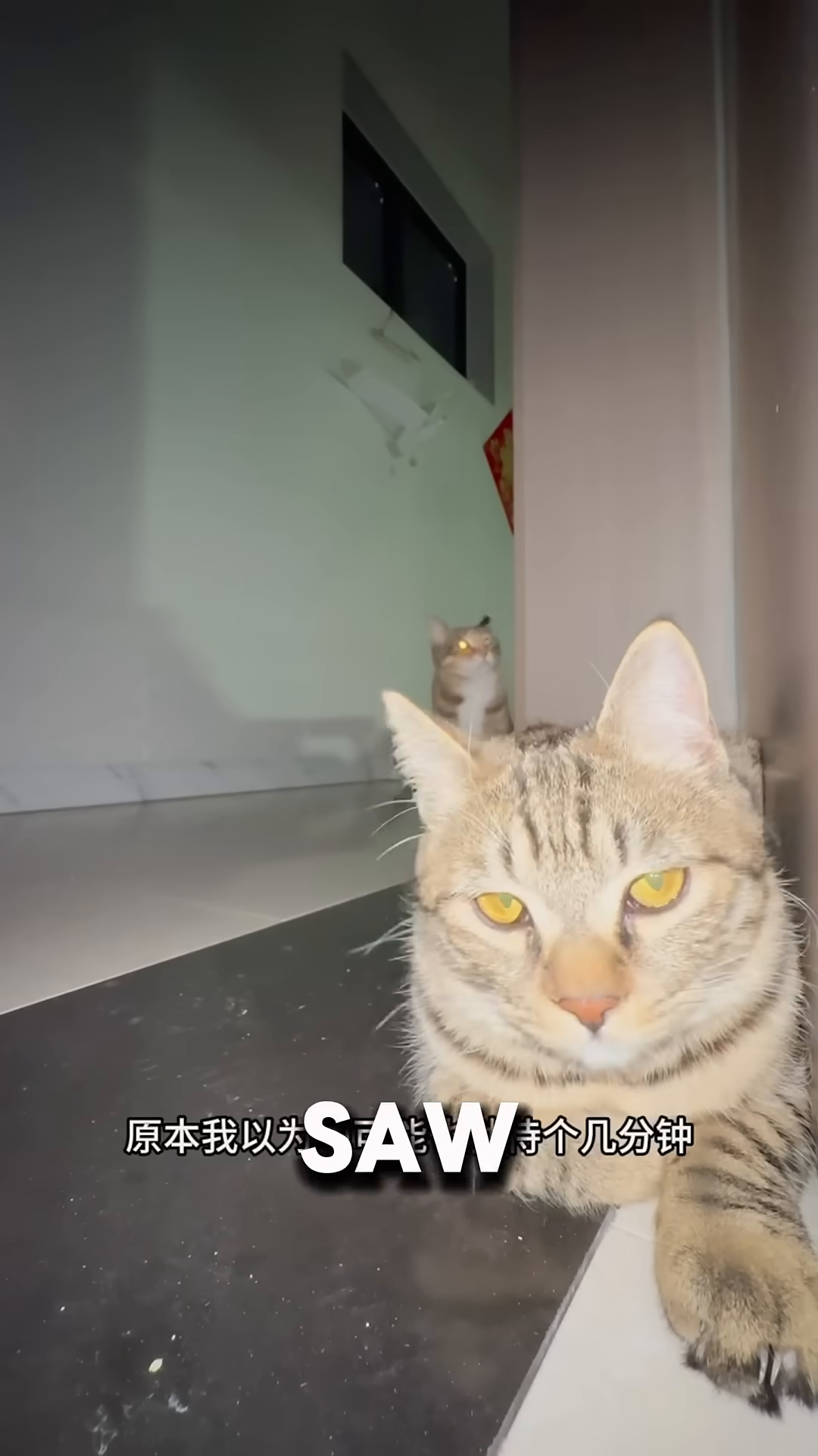 A kitten with glowing eyes sits in the dark, looking through a doorway.