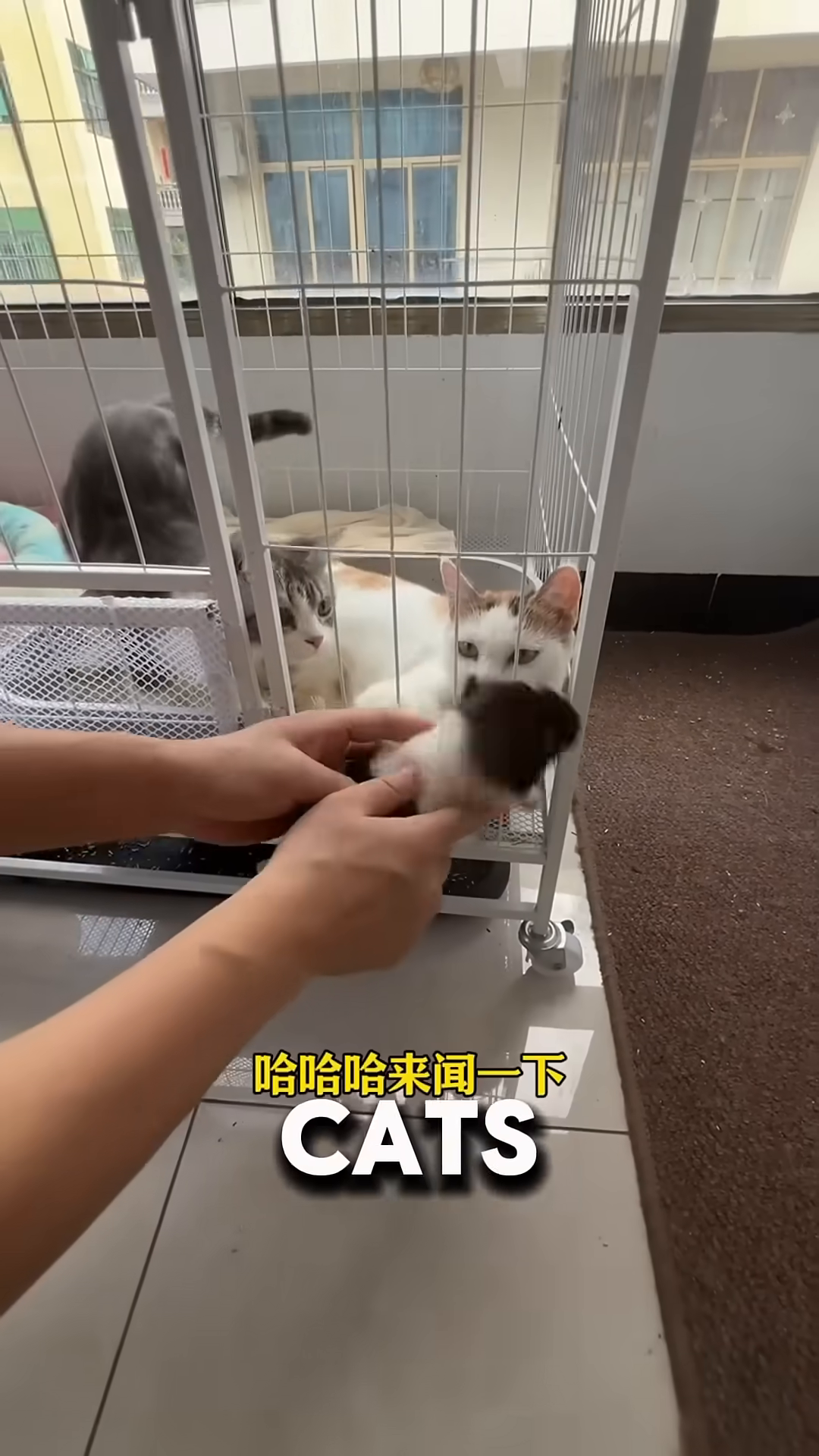 A man gently places a puppy near a mother cat who is lying down, with other kittens nearby.