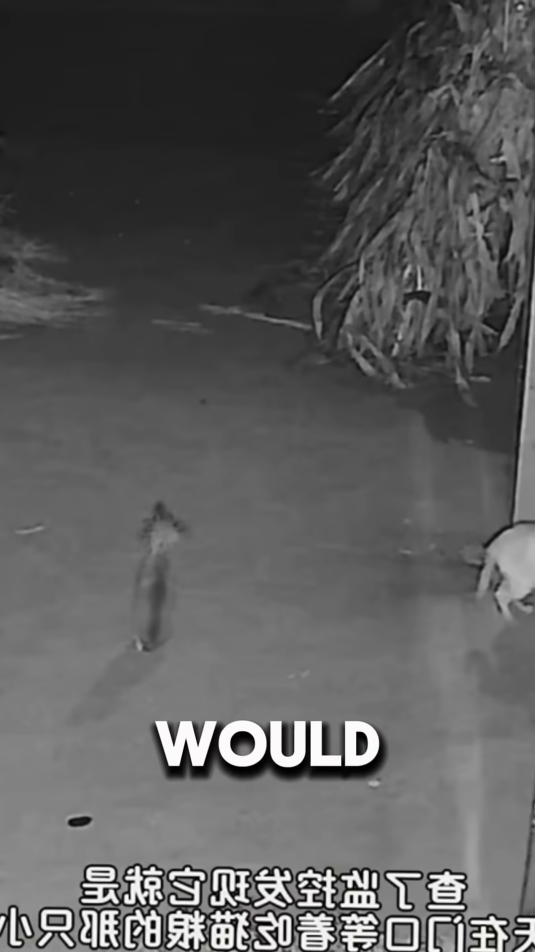 A puppy cautiously approaches a food bowl placed outside.