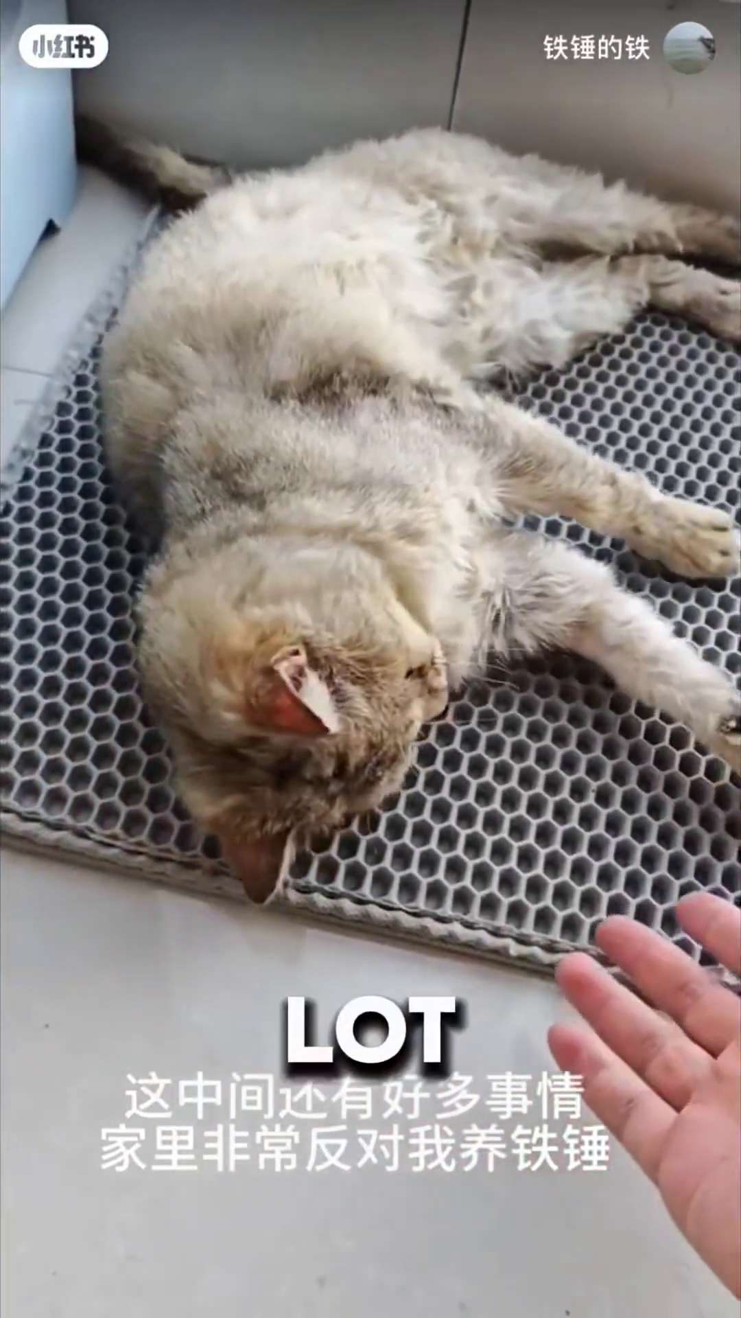 A person's hand is gently stroking a cat lying on its back on a litter box mat.