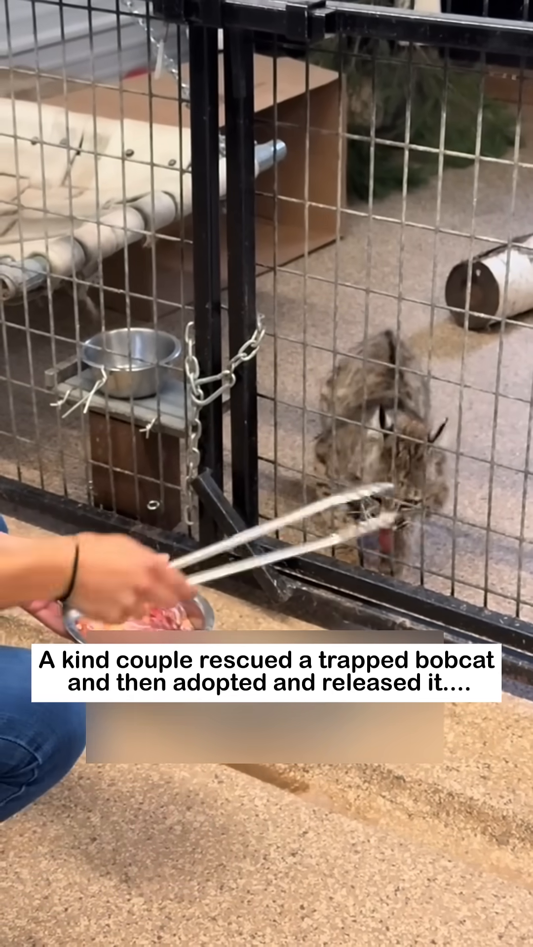 A bobcat is being fed by a person with tongs, showing growing trust.