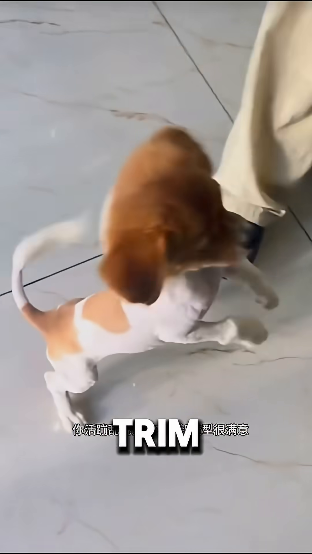 A small puppy with big eyes looks worried while being held by a person.