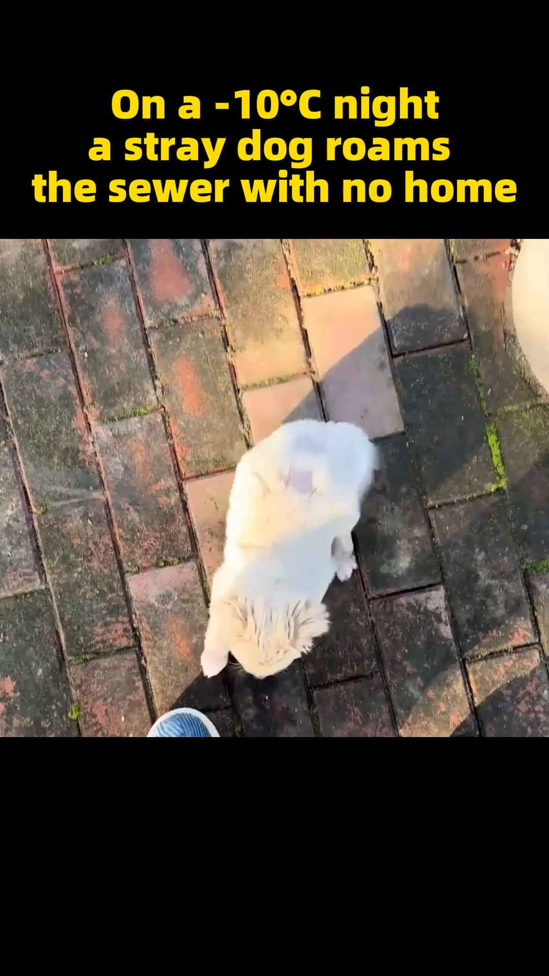 The puppy is being placed into a soft carrier, looking a bit bewildered but no longer exposed to the cold.
