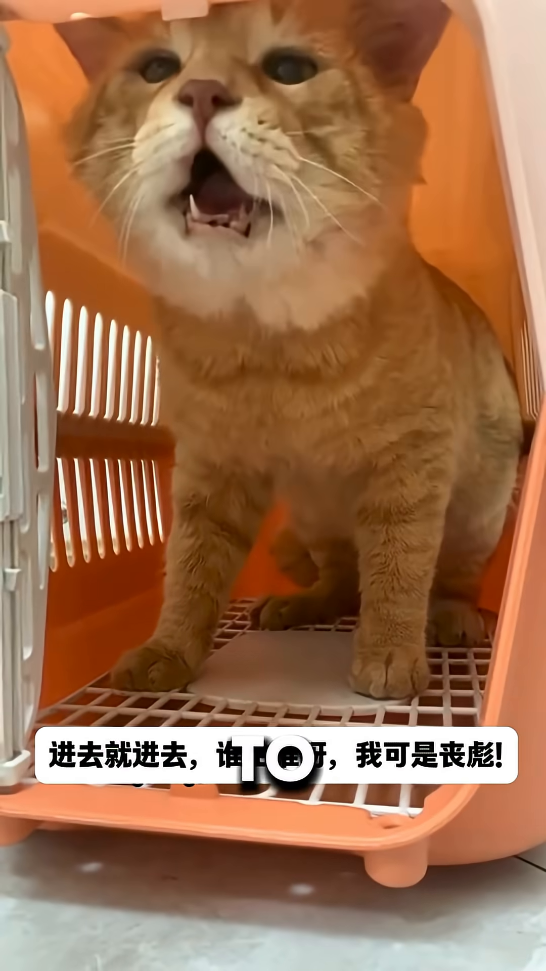 A veterinarian gently holds an orange cat while an IV is being administered.