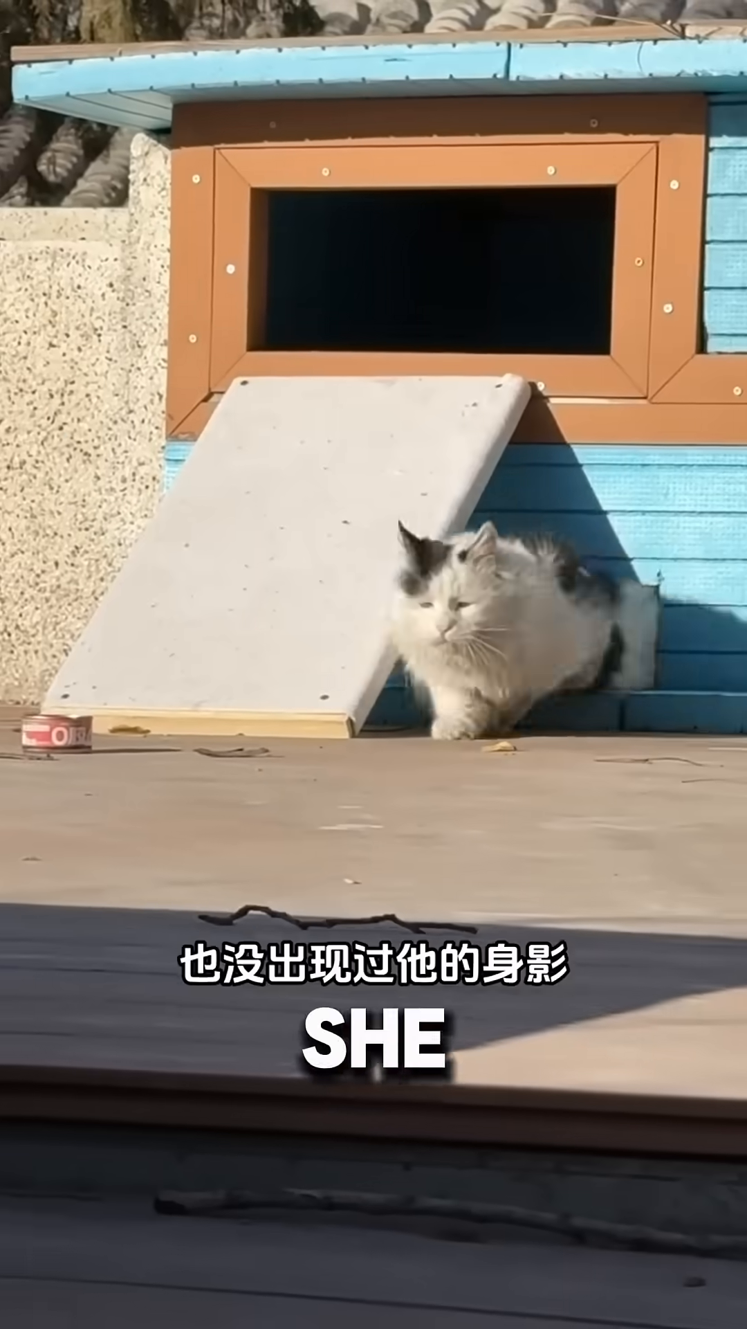 A tabby cat is walking on a tiled roof, looking alert.