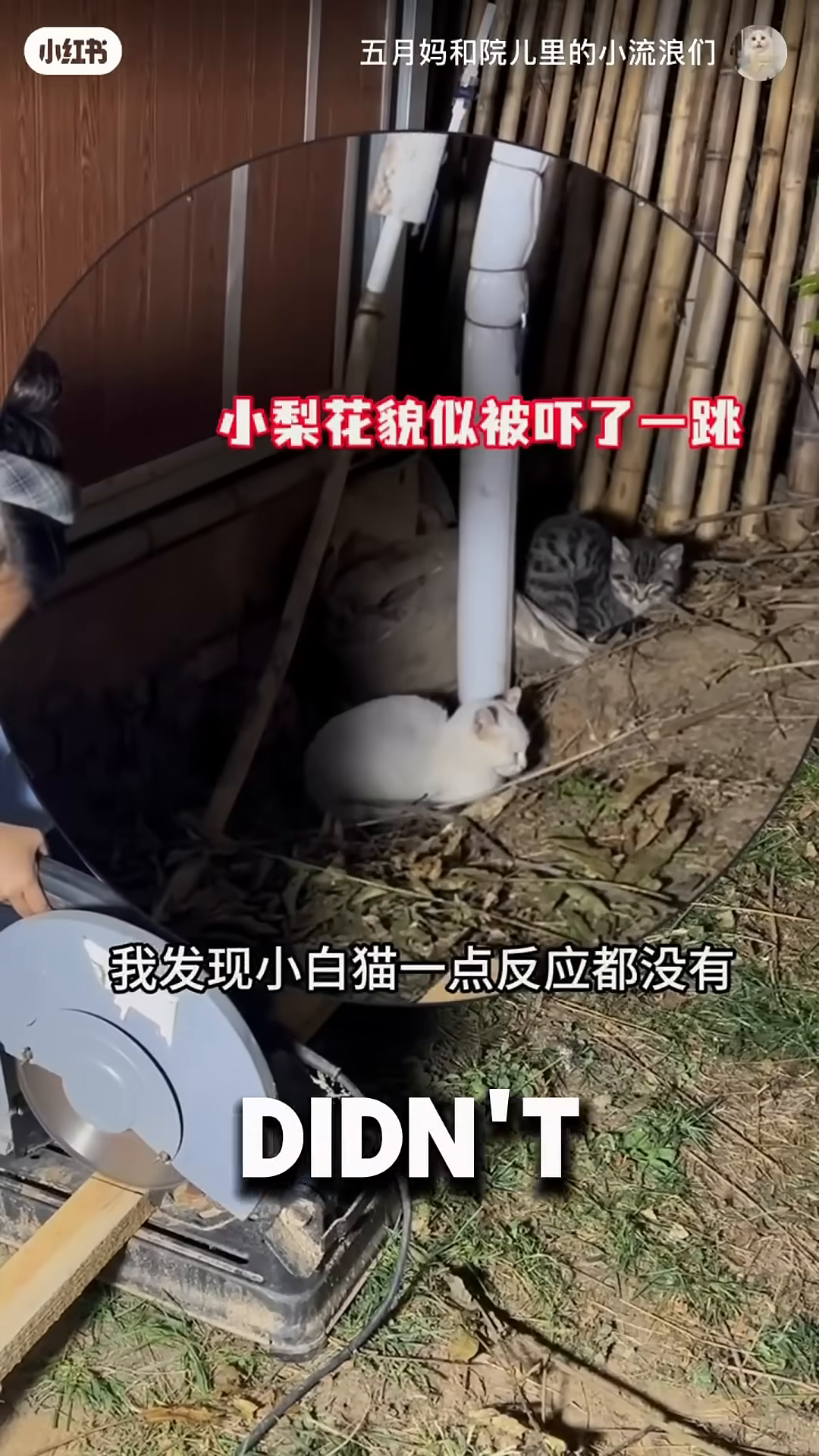 A white cat cautiously enters a newly built blue shed through a small opening.
