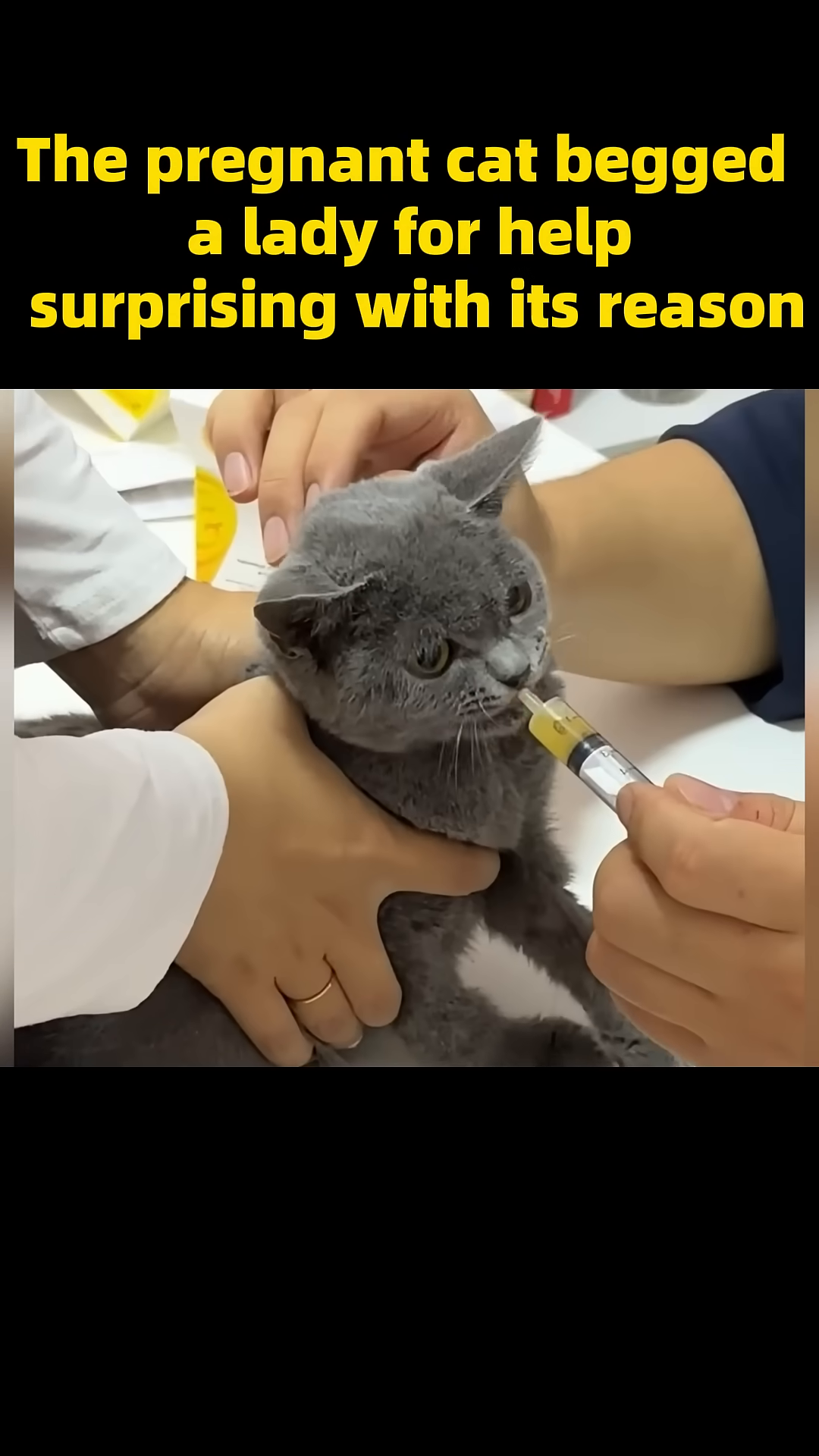 A cat is given liquid from a syringe by a person's hand, while another person gently strokes its head.