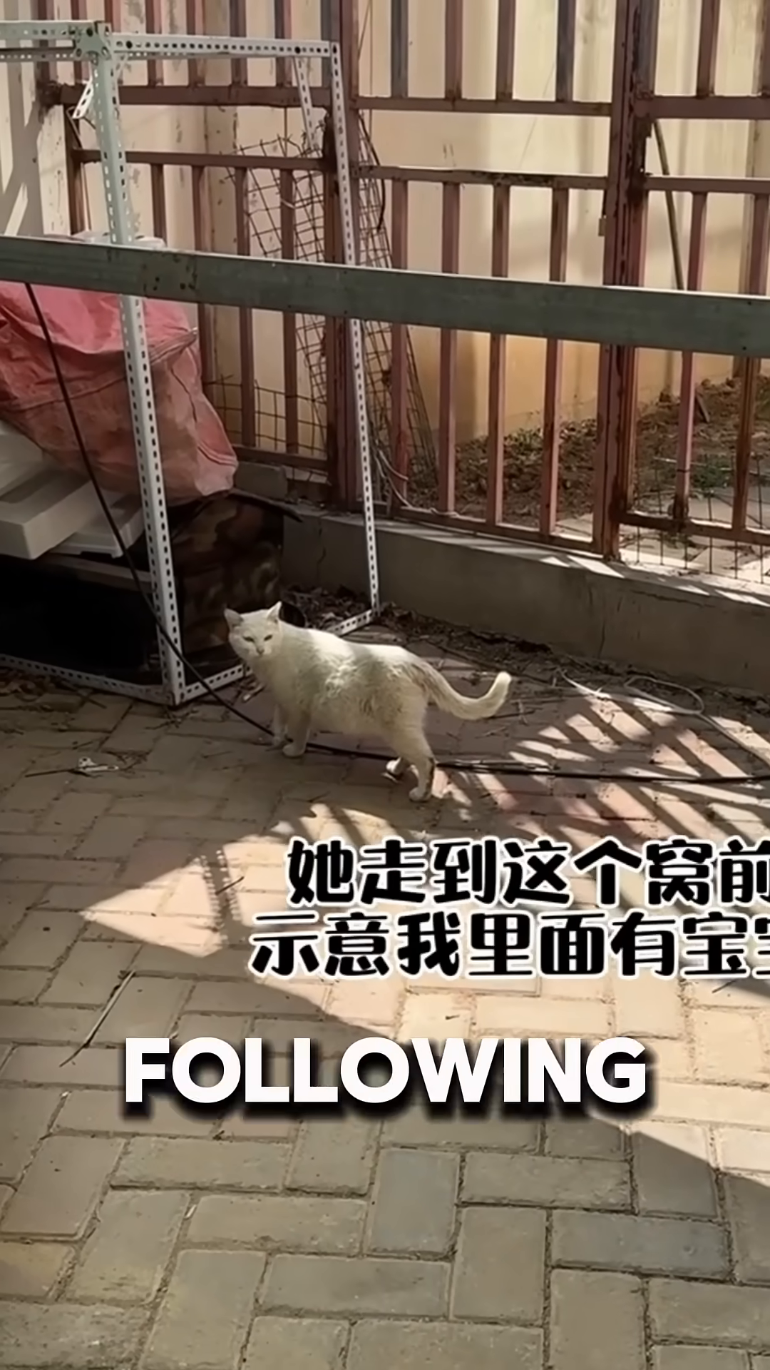 The white cat walks along a path, with a woman following behind.