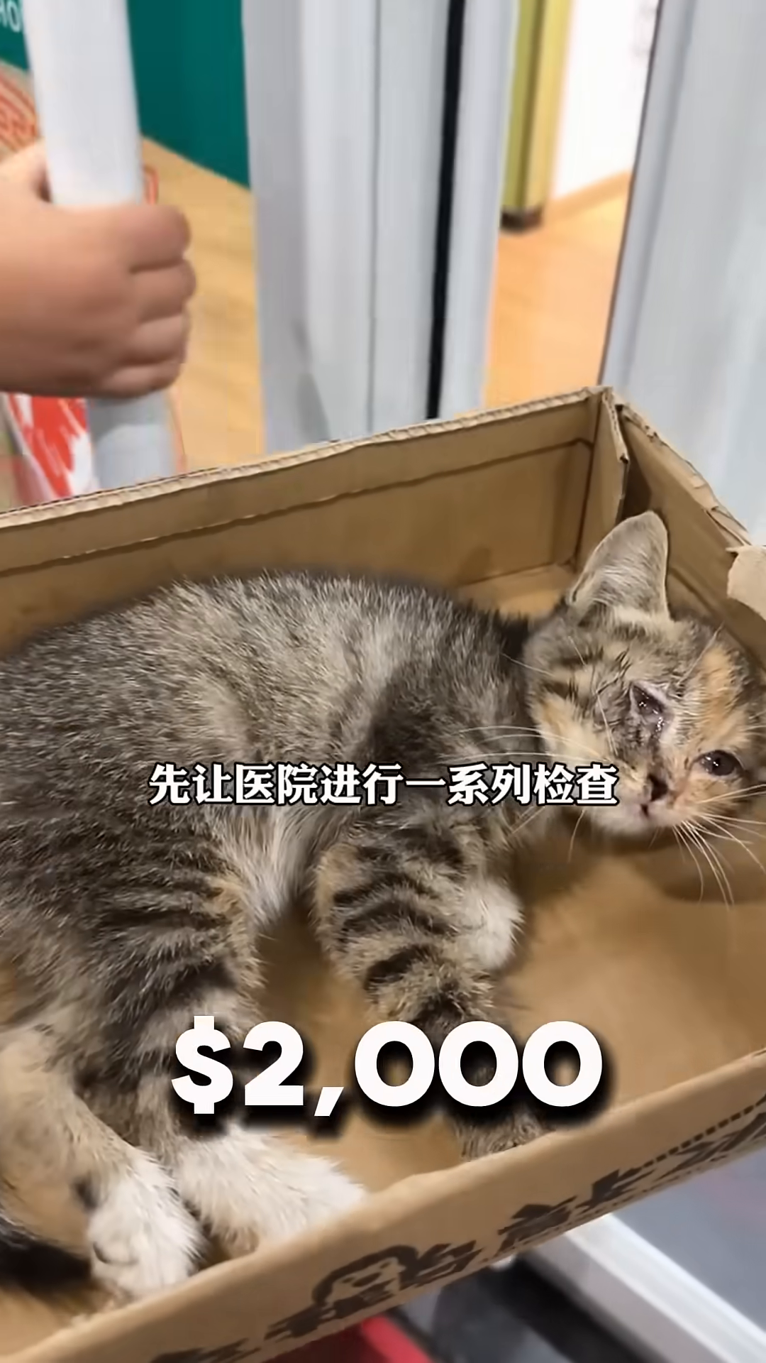 The kitten lies in a box, looking weak but with a glimmer of hope in her eyes.