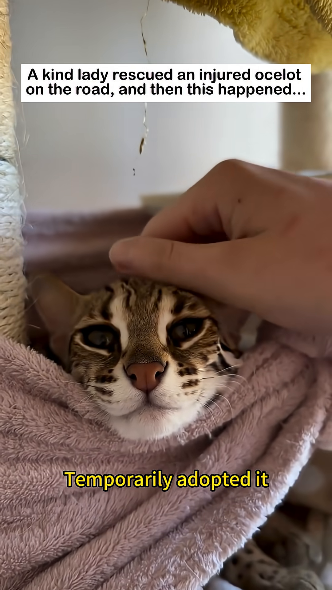 The ocelot is being petted and seems to be relaxing.