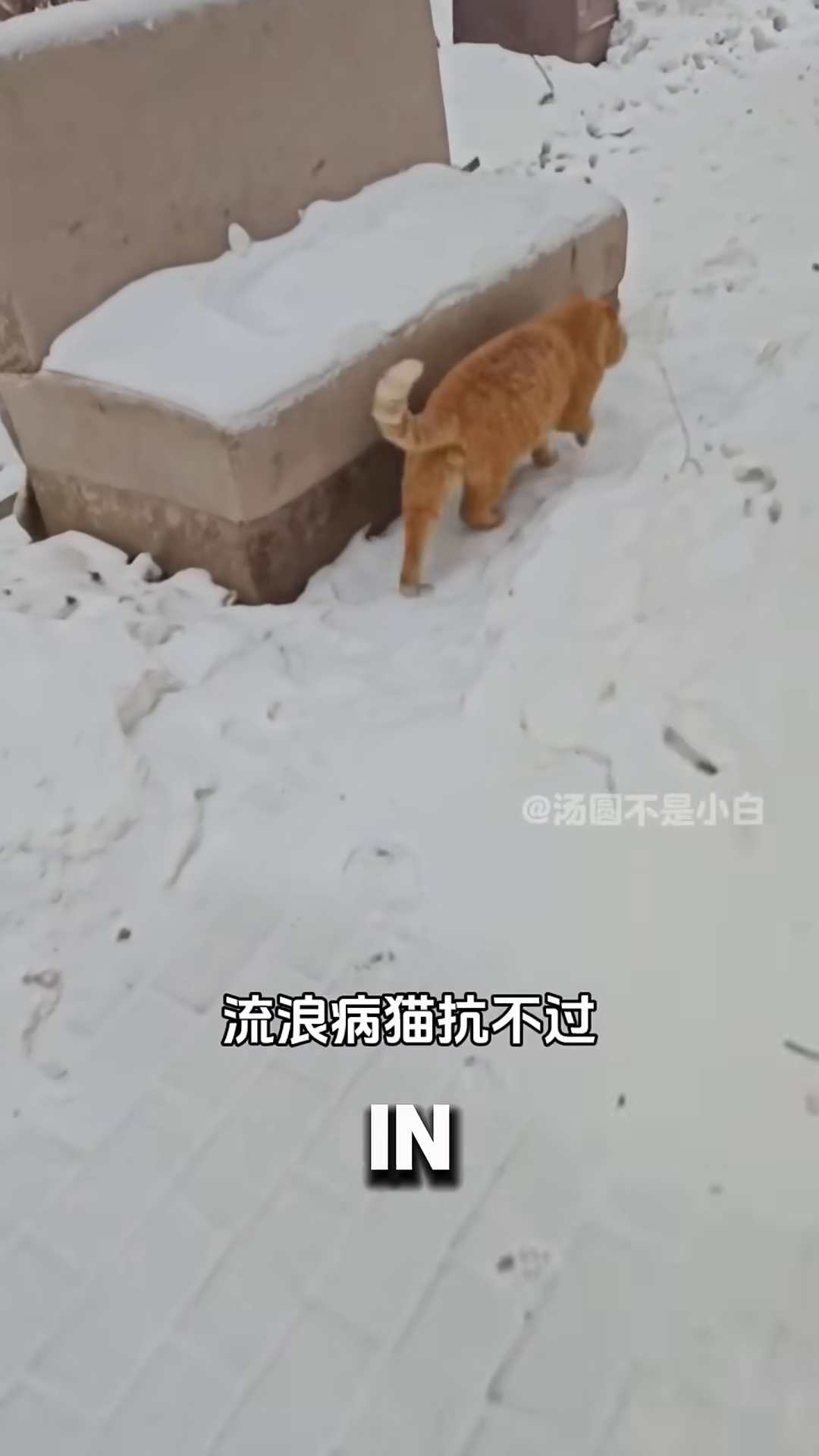 The female cat is seen huddled under a table, looking cold and vulnerable.