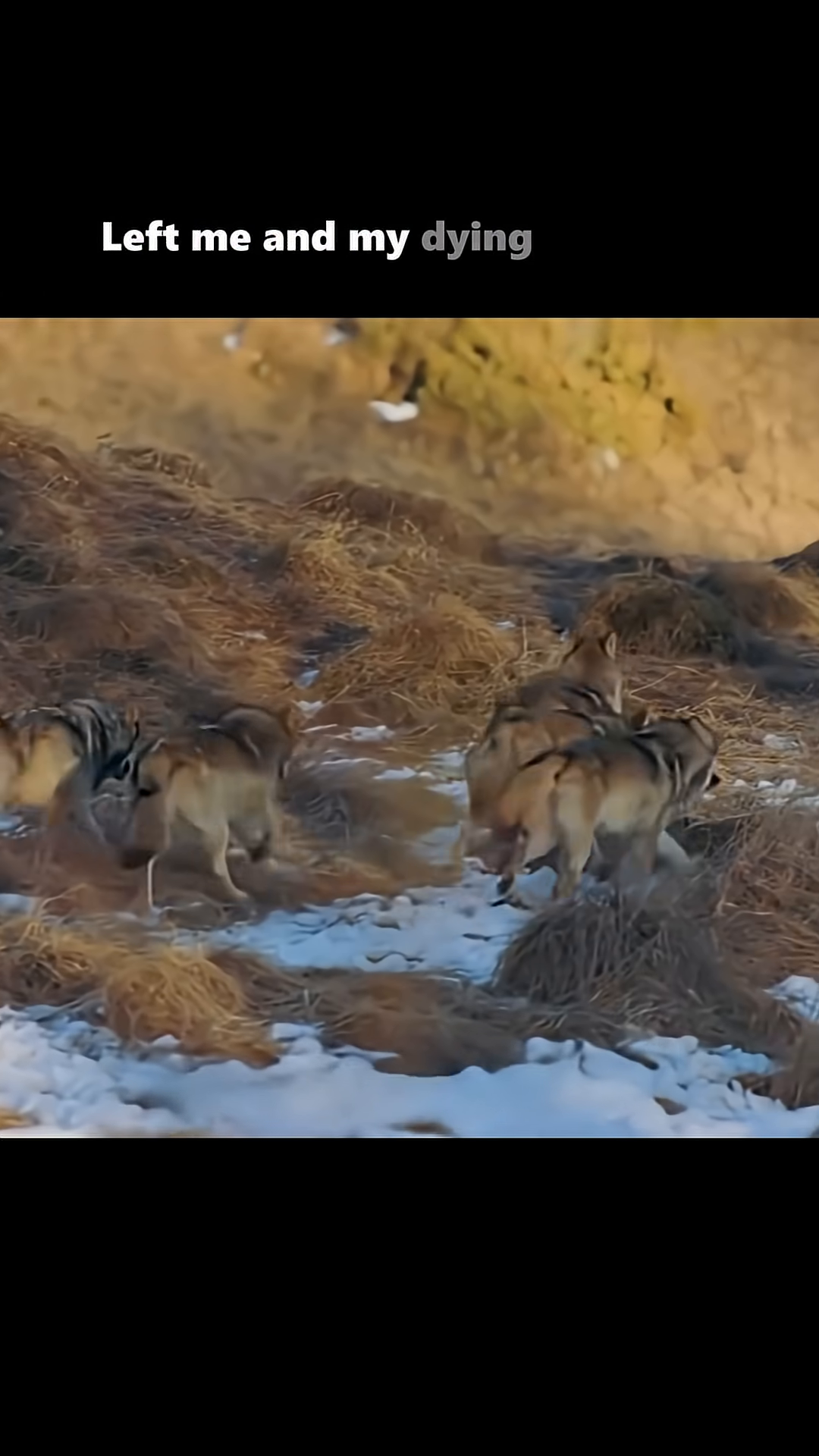 A wolf mother nuzzles her pups, while a leopard watches from a distance.