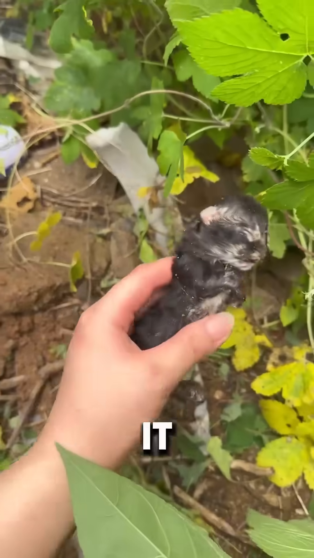 A deceased kitten being held by a hand.