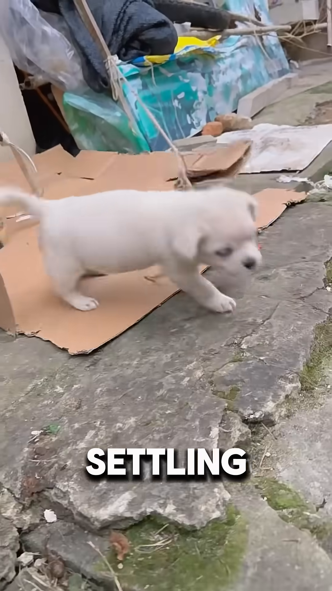 The puppy is now being held by a person, looking much happier and safer.