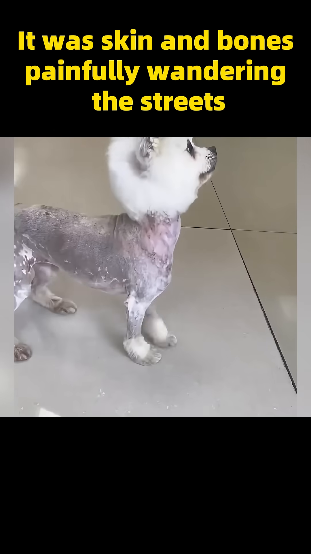The dog, now cleaner and with a brighter expression, stands with a hint of its former self returning.