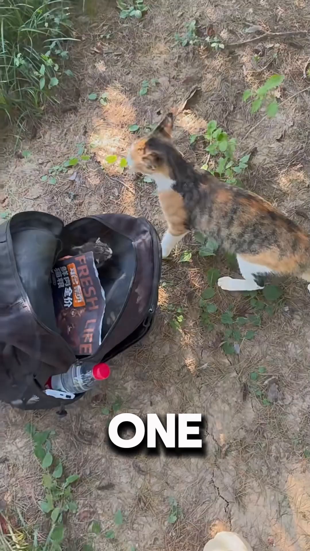 The mother cat sniffs her kitten one last time inside the open backpack before turning away.
