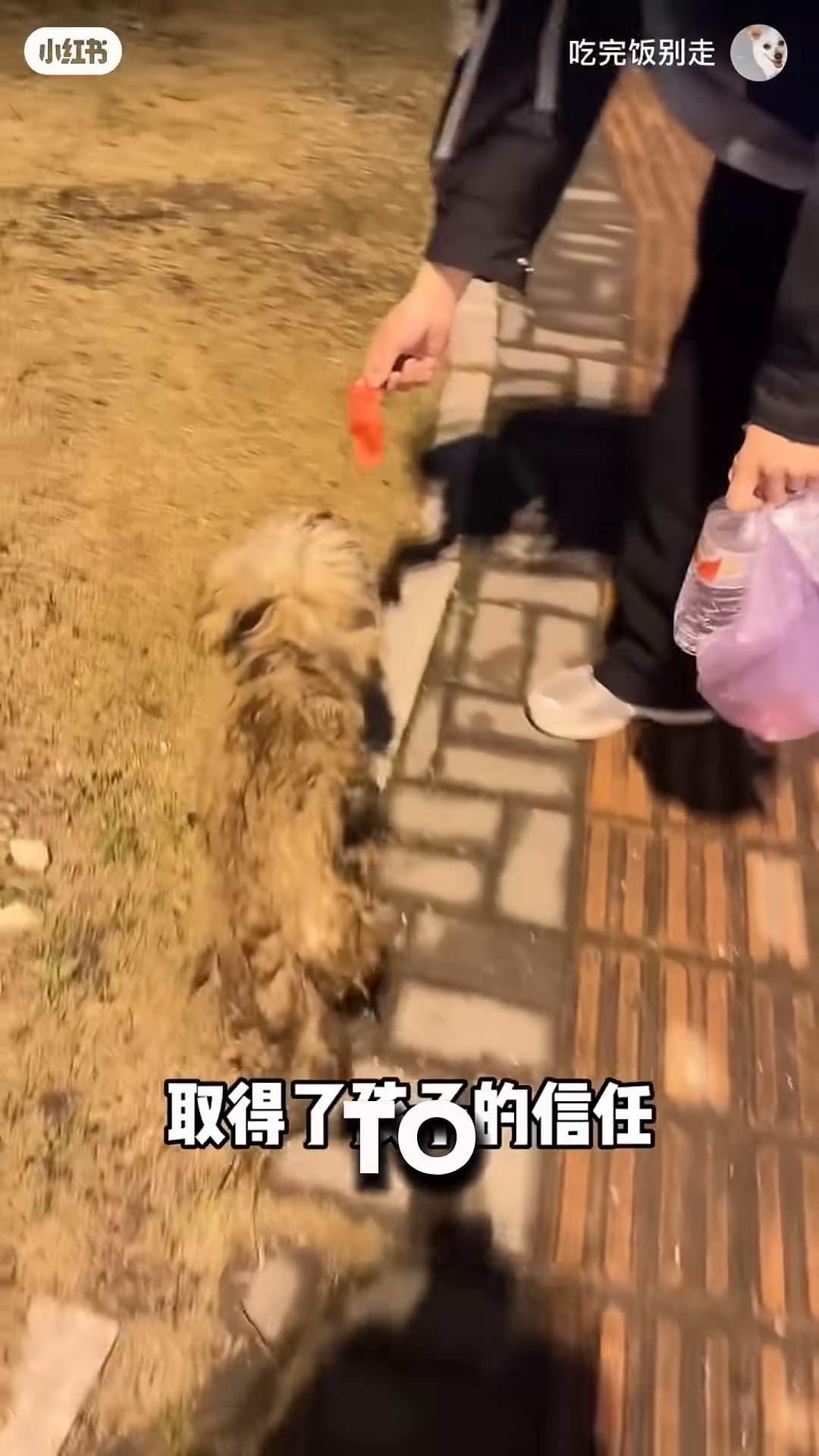 A person is holding a very thin dog, showing its bony frame.