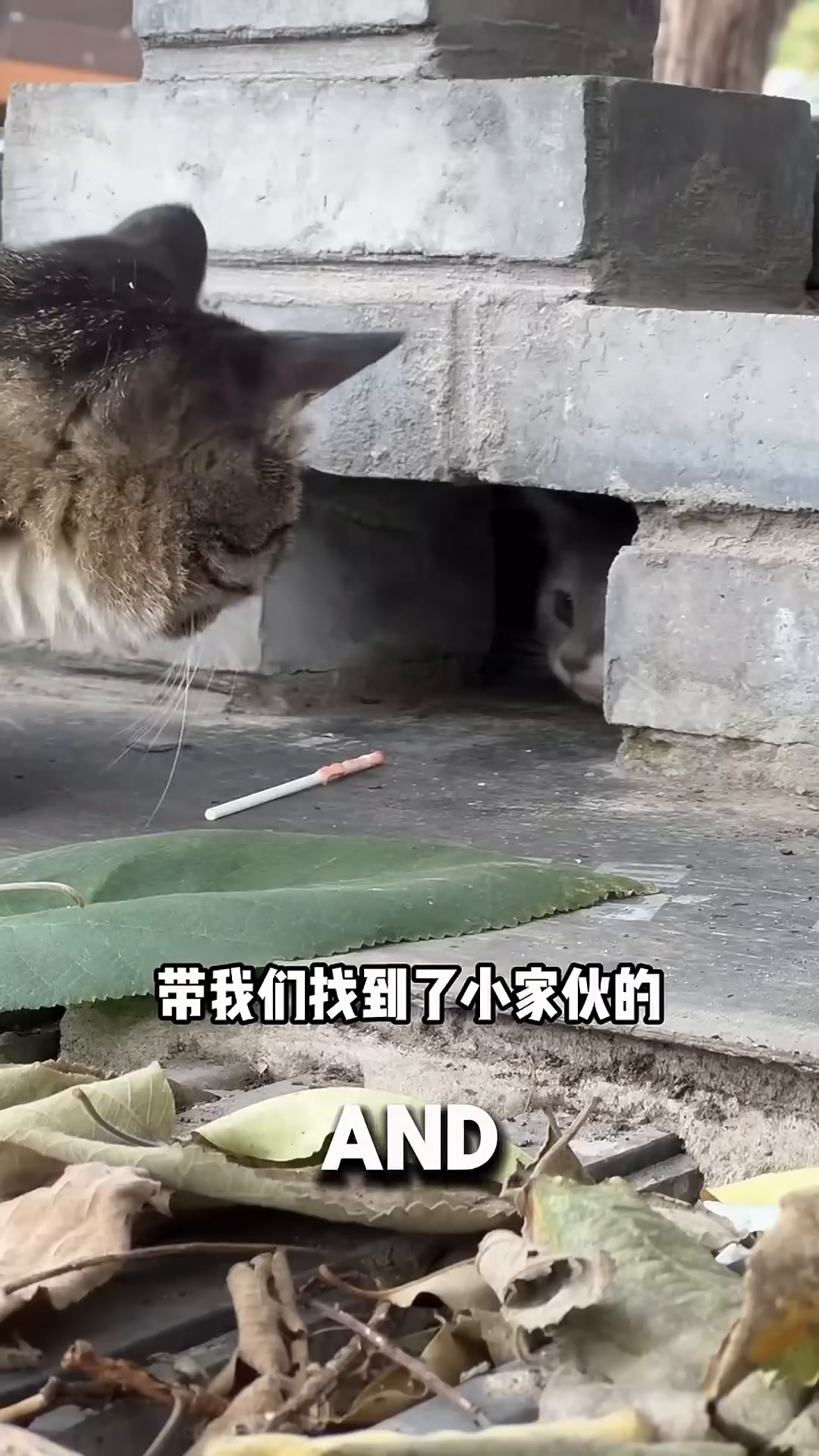 A mother cat nudging a small kitten out of a hole in a brick wall.