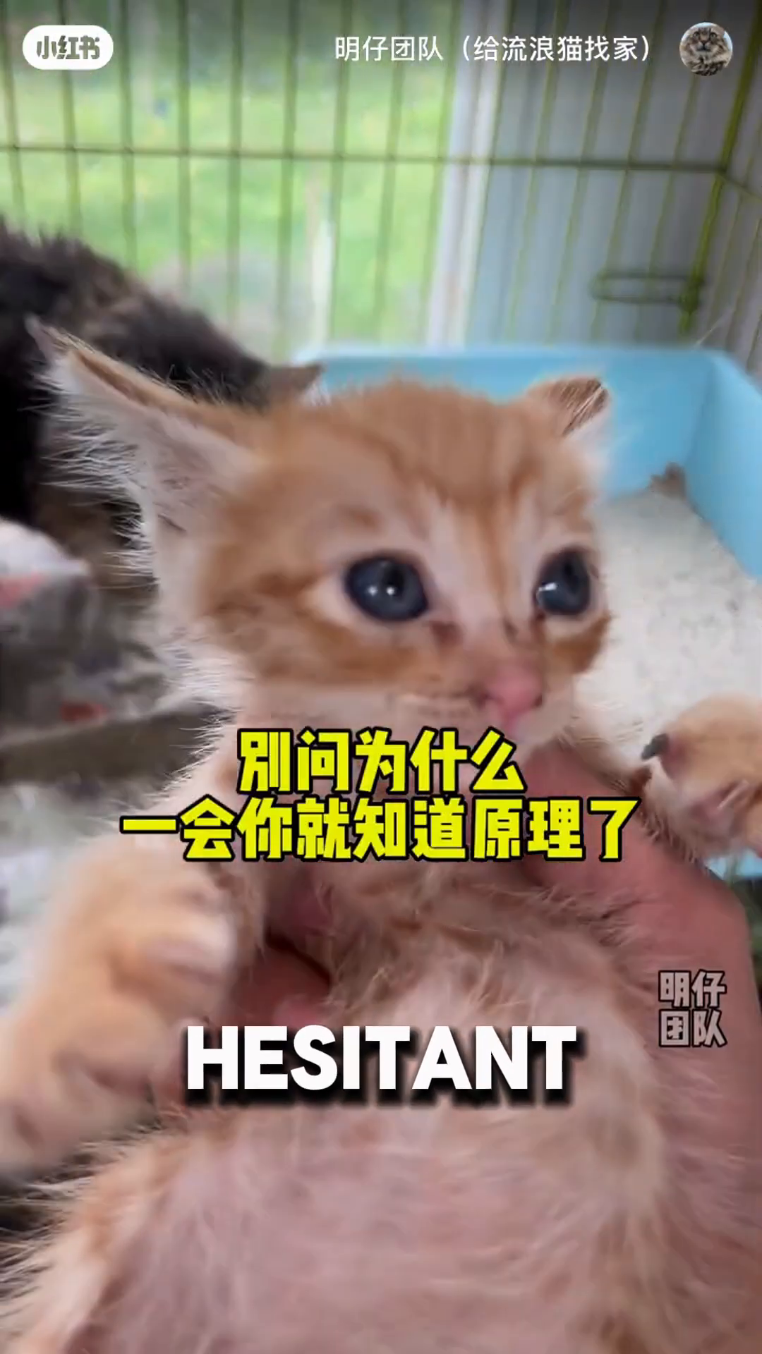 The father cat gently nuzzles its kitten, both looking calm and connected.