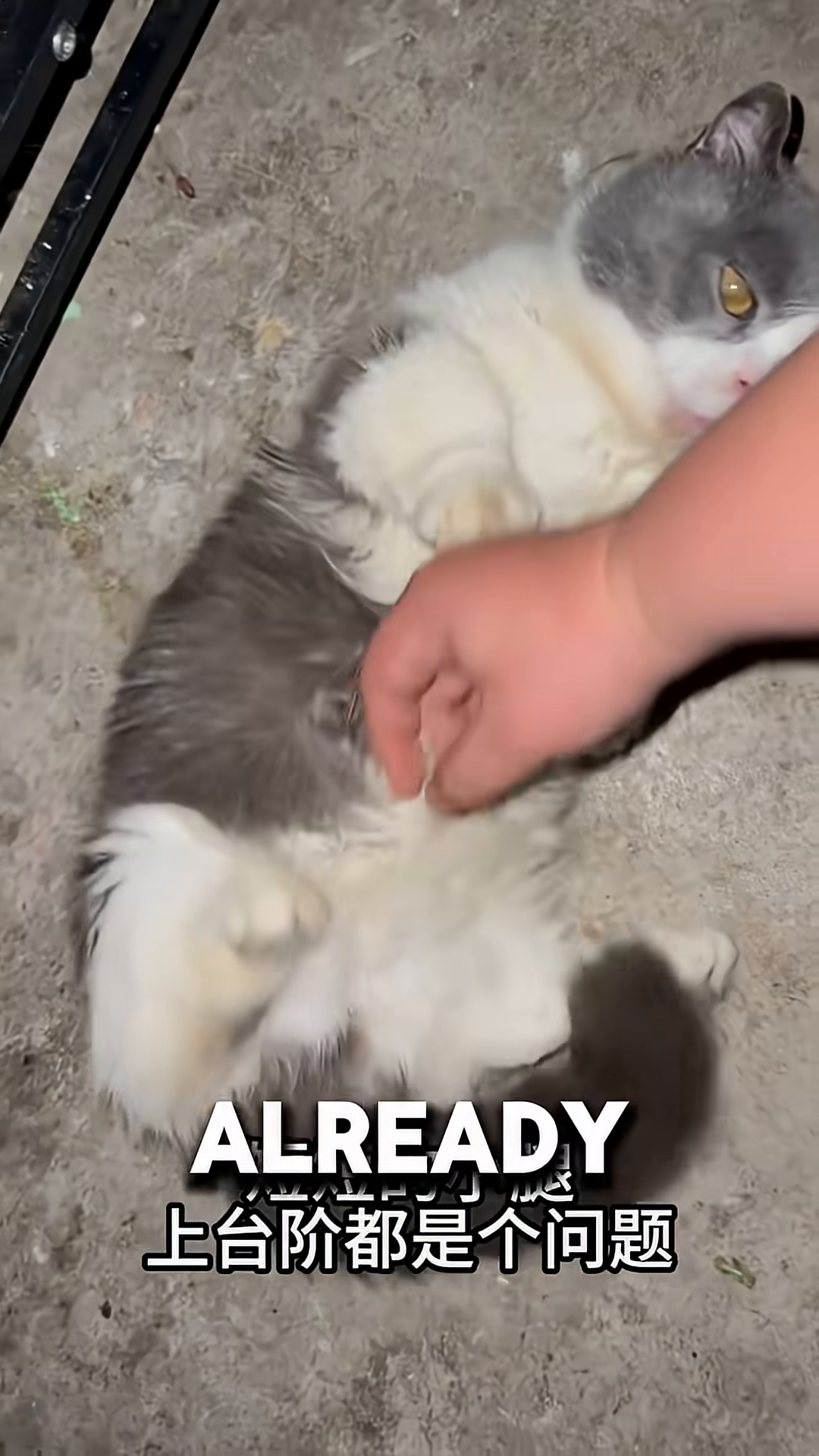 A cat lying on its back, exposing its belly, while a hand gently pets it.