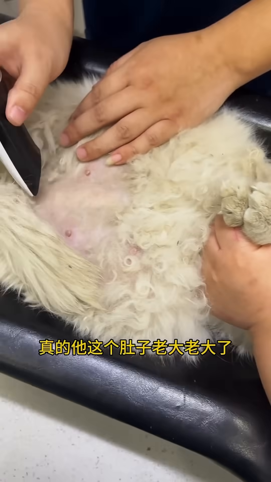 An ultrasound screen shows the developing kittens inside the pregnant cat's uterus.