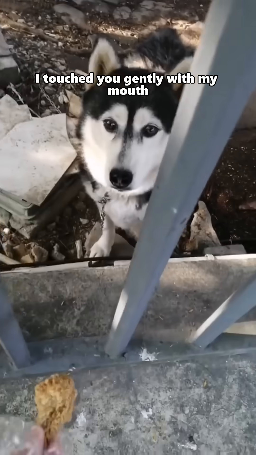 A husky enjoys an ice cream treat, looking happy.
