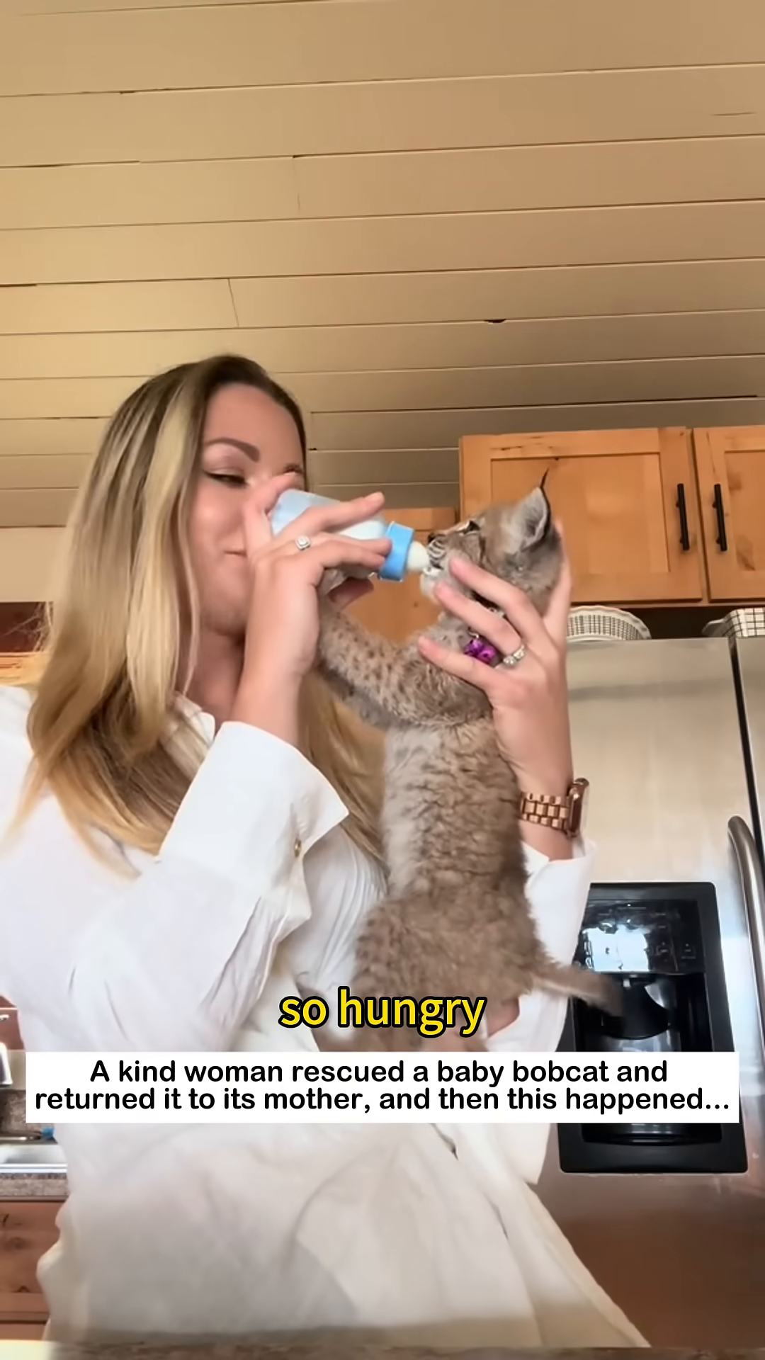 The healthy bobcat kitten playfully climbs on kitchen cabinets.