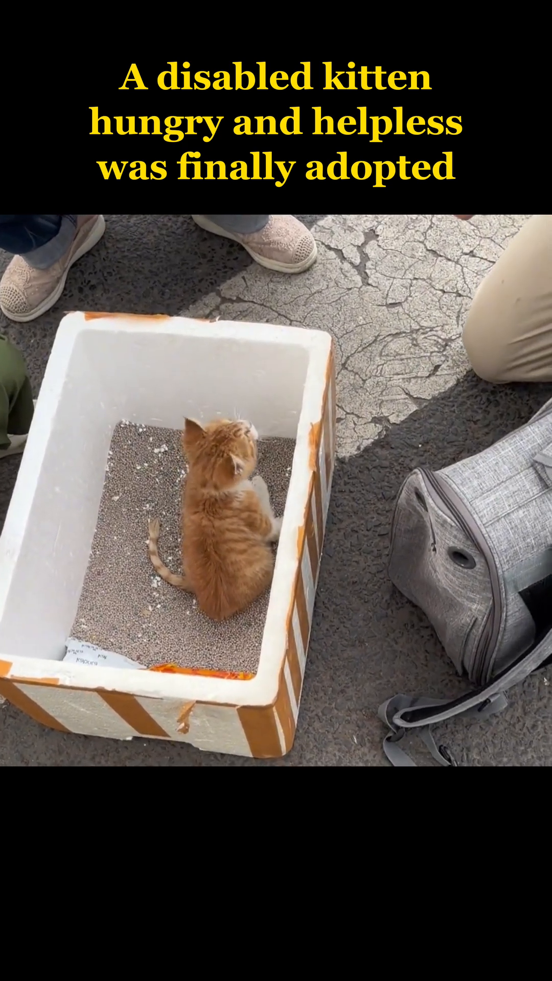 A small, ginger kitten is sitting inside a white styrofoam box lined with cat litter, looking up.