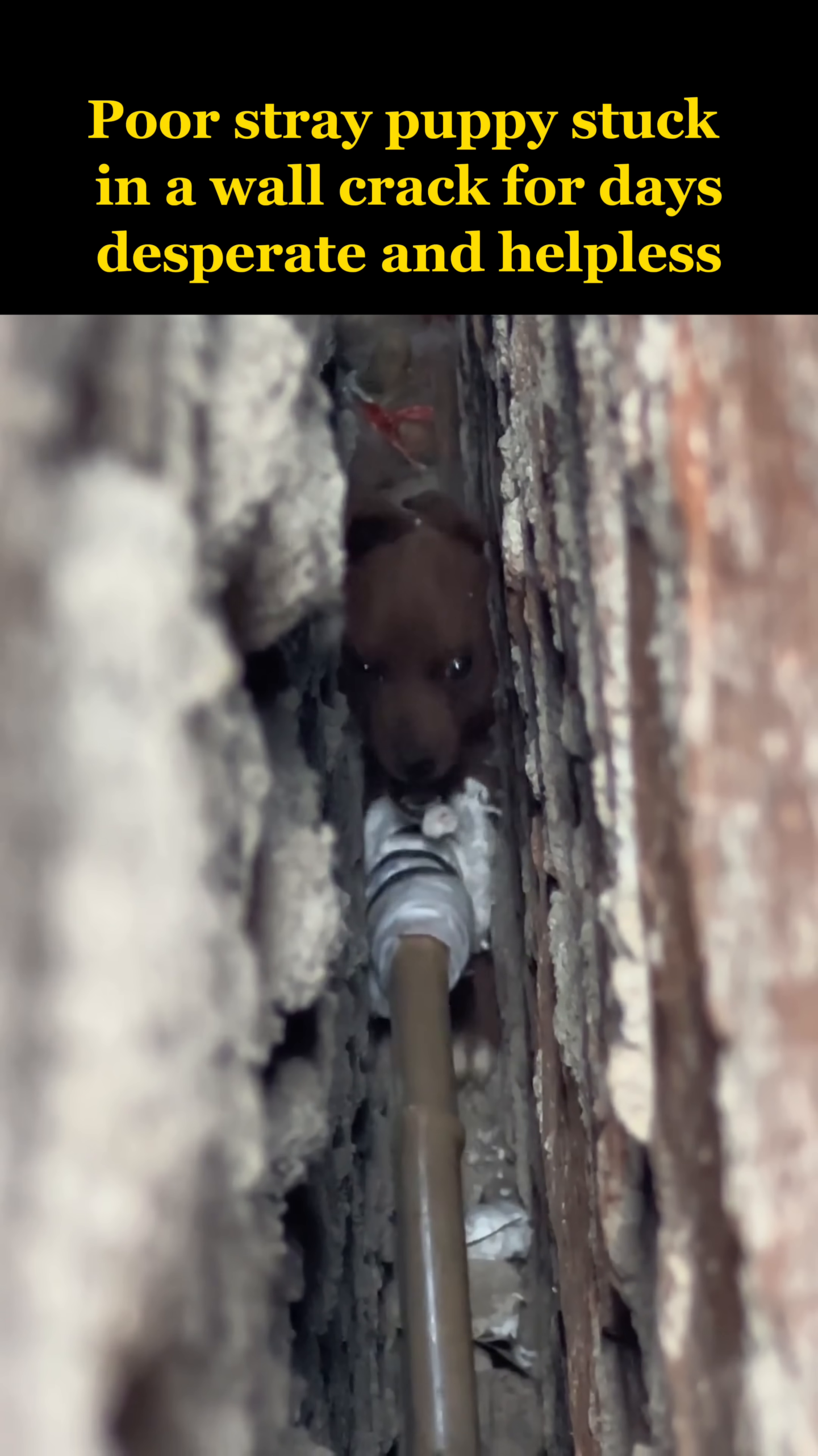 The puppy is shown whimpering and trying to move its paws within the tight space of the wall crack.