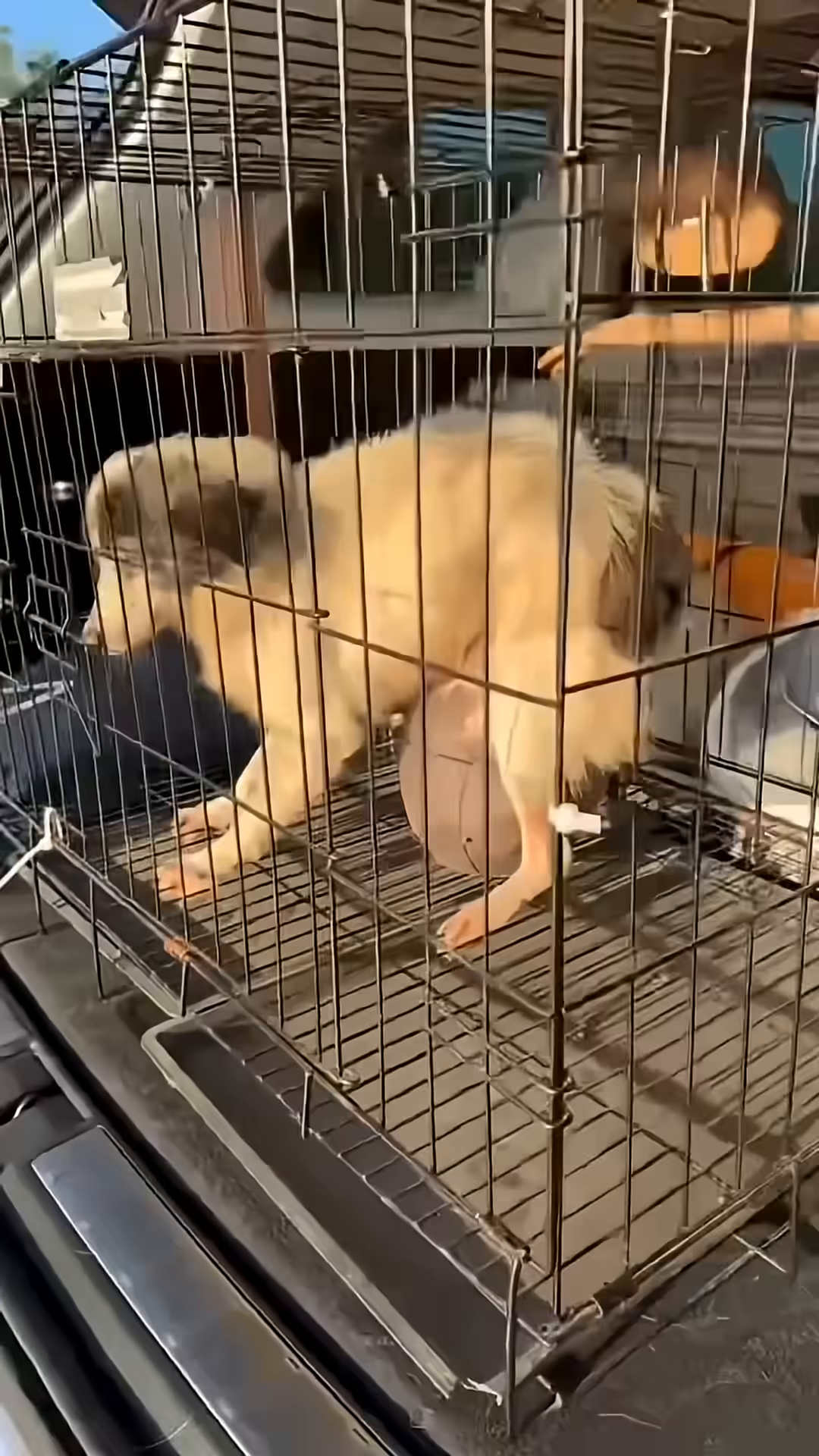 A veterinarian's gentle hand pets the dog, offering comfort.