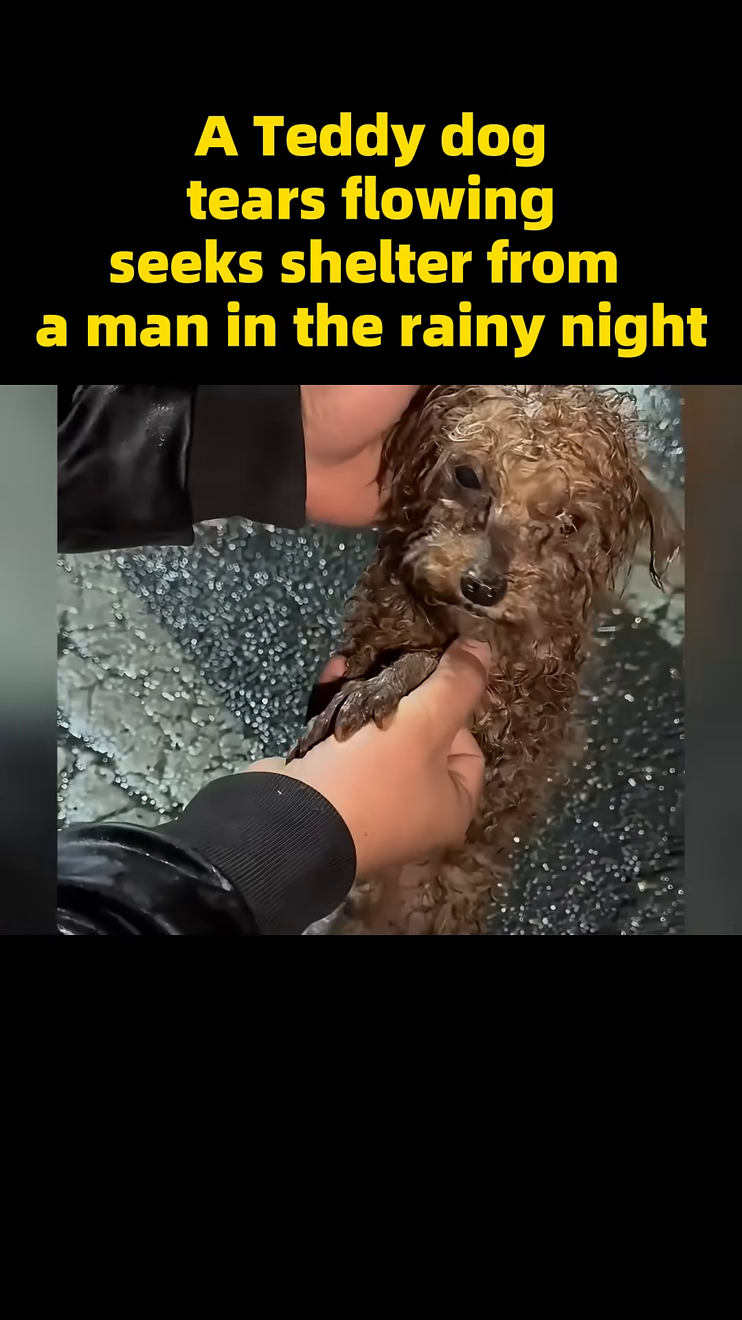 The dog takes a tentative step towards the man's outstretched hand.