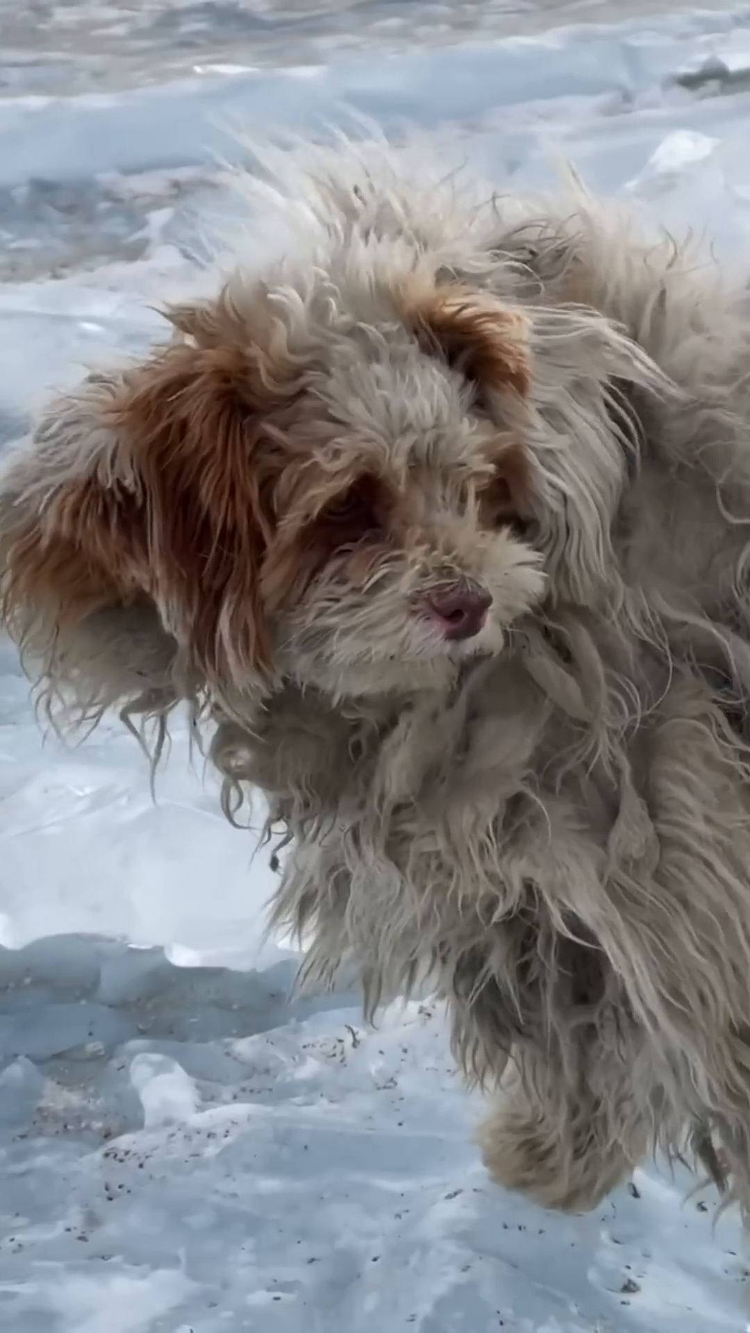 A close-up of the rescued dog's face, looking a bit bewildered but safe.