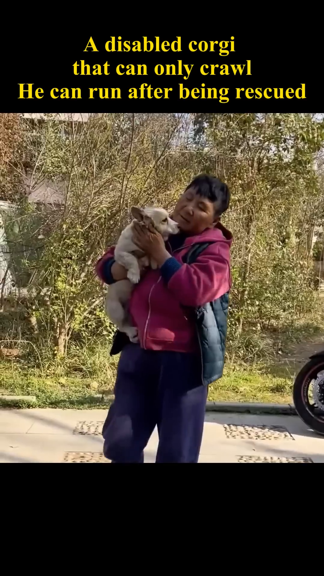 A person holds a corgi securely in their arms, the dog looking calm and content.