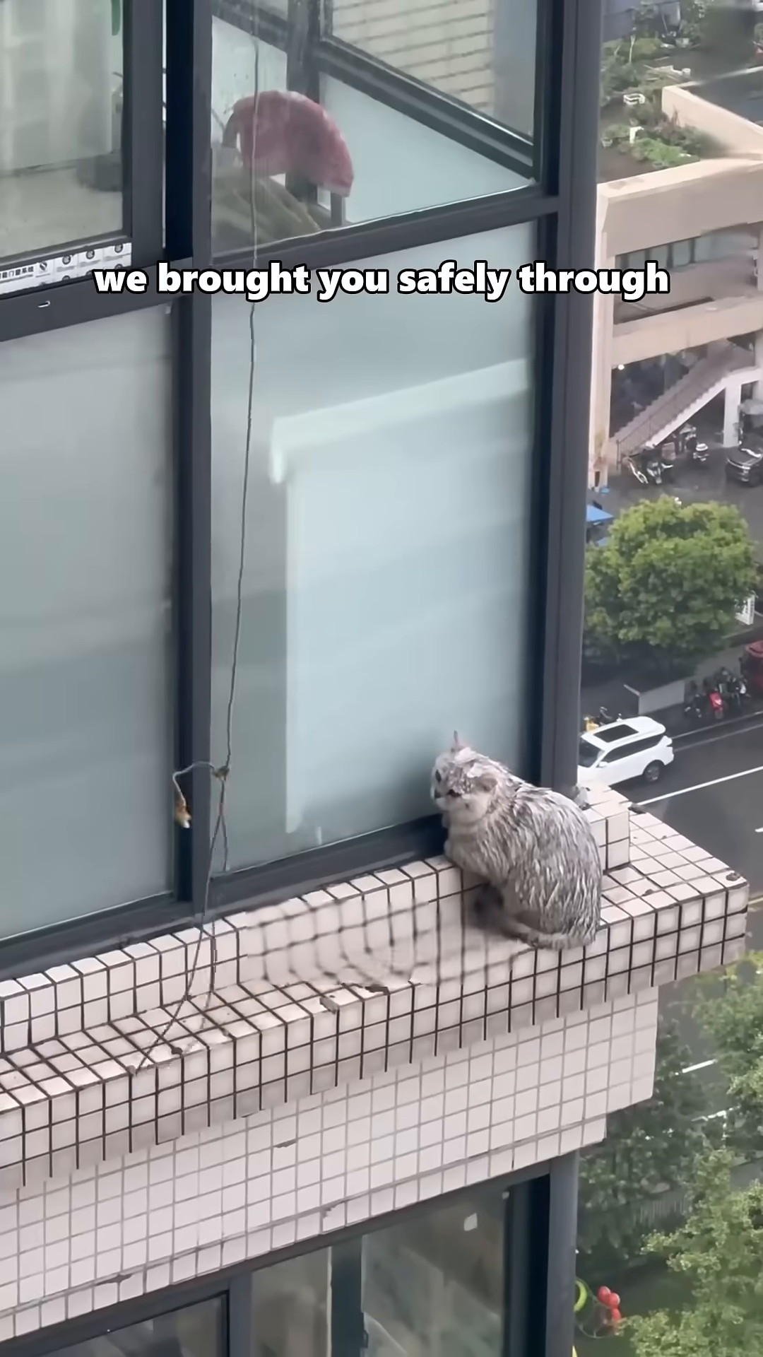 The cat is being pulled up by the rope, with rescuers on the floor above working to secure it.