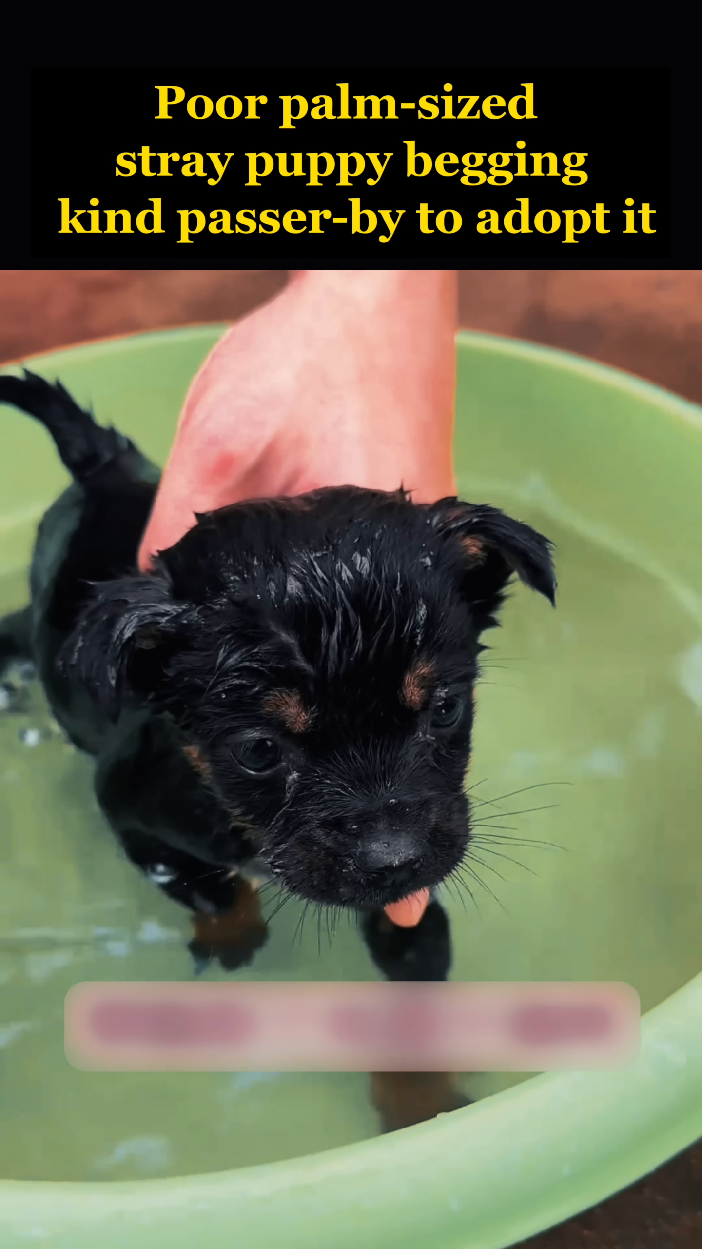 A person's hands gently hold a wet, tiny black puppy.