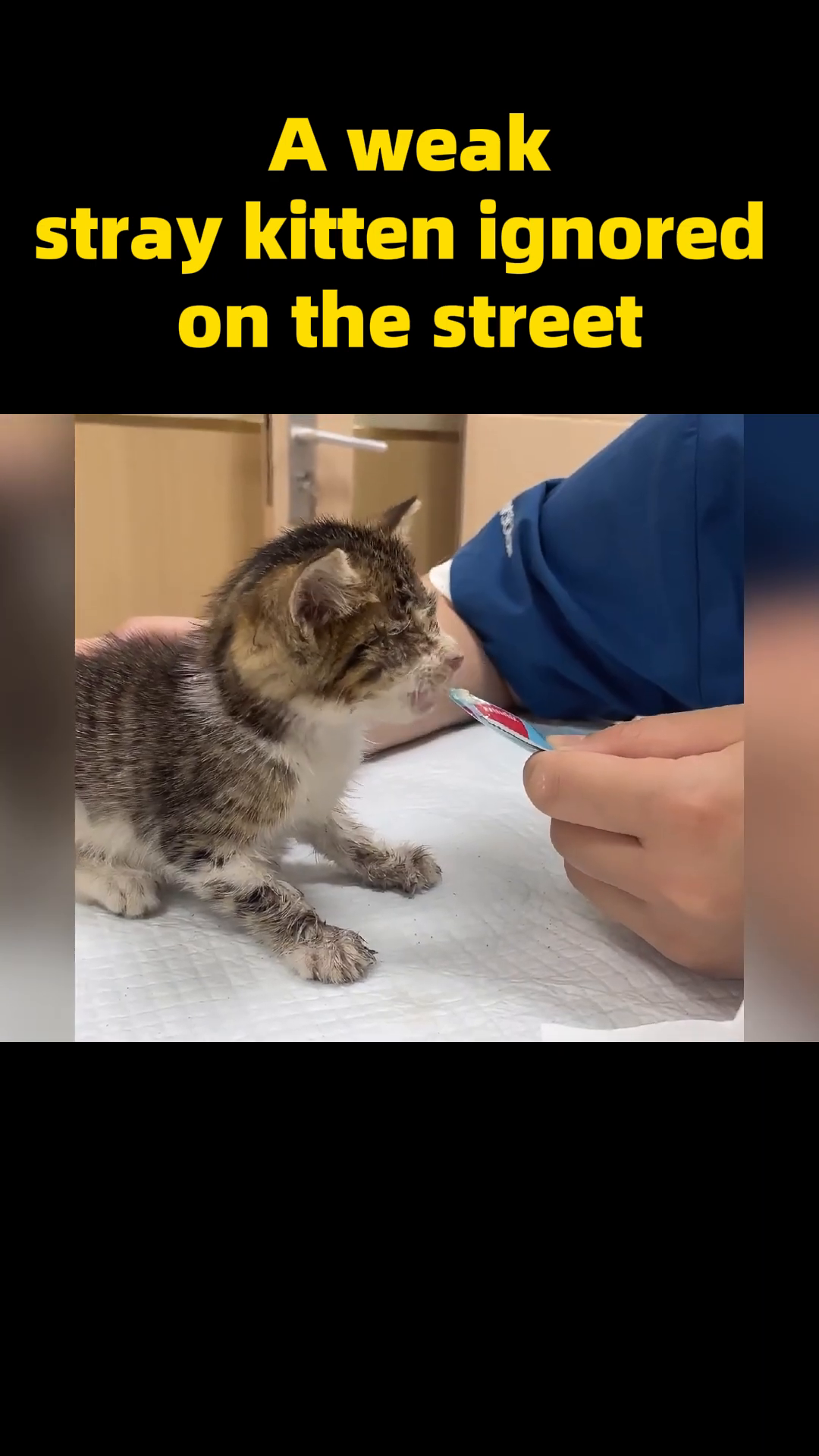 A veterinarian administers medicine to the kitten with a syringe.