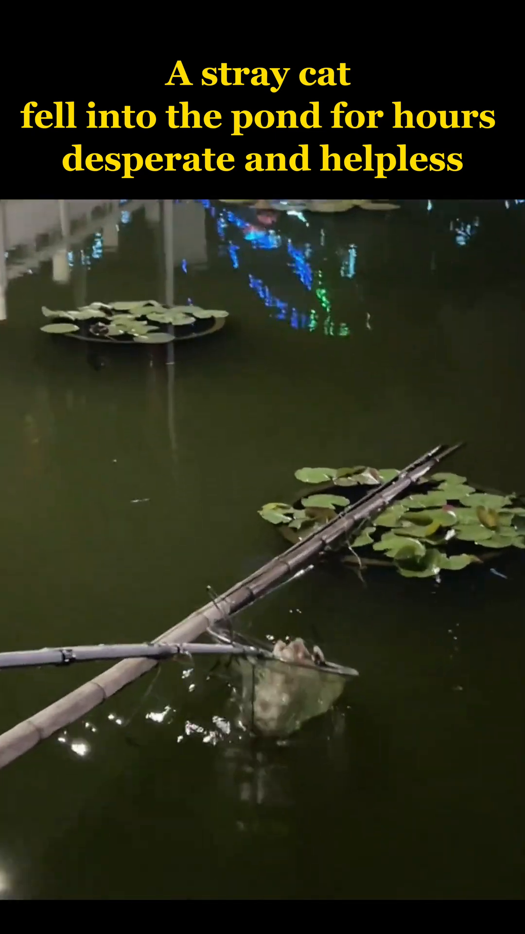 A net is being used to carefully capture the cat from the water.