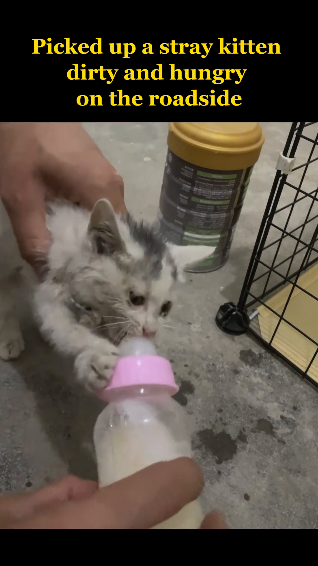 The kitten is drinking milk from a bottle, its eyes looking hopeful.