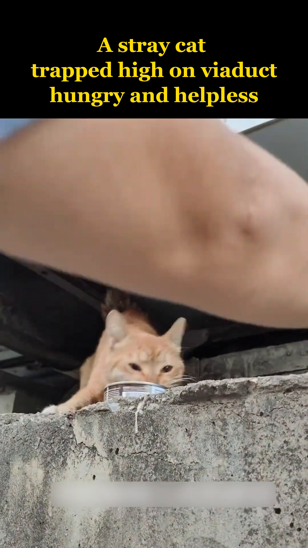 A hand holds out a can of cat food to the orange cat on the ledge.