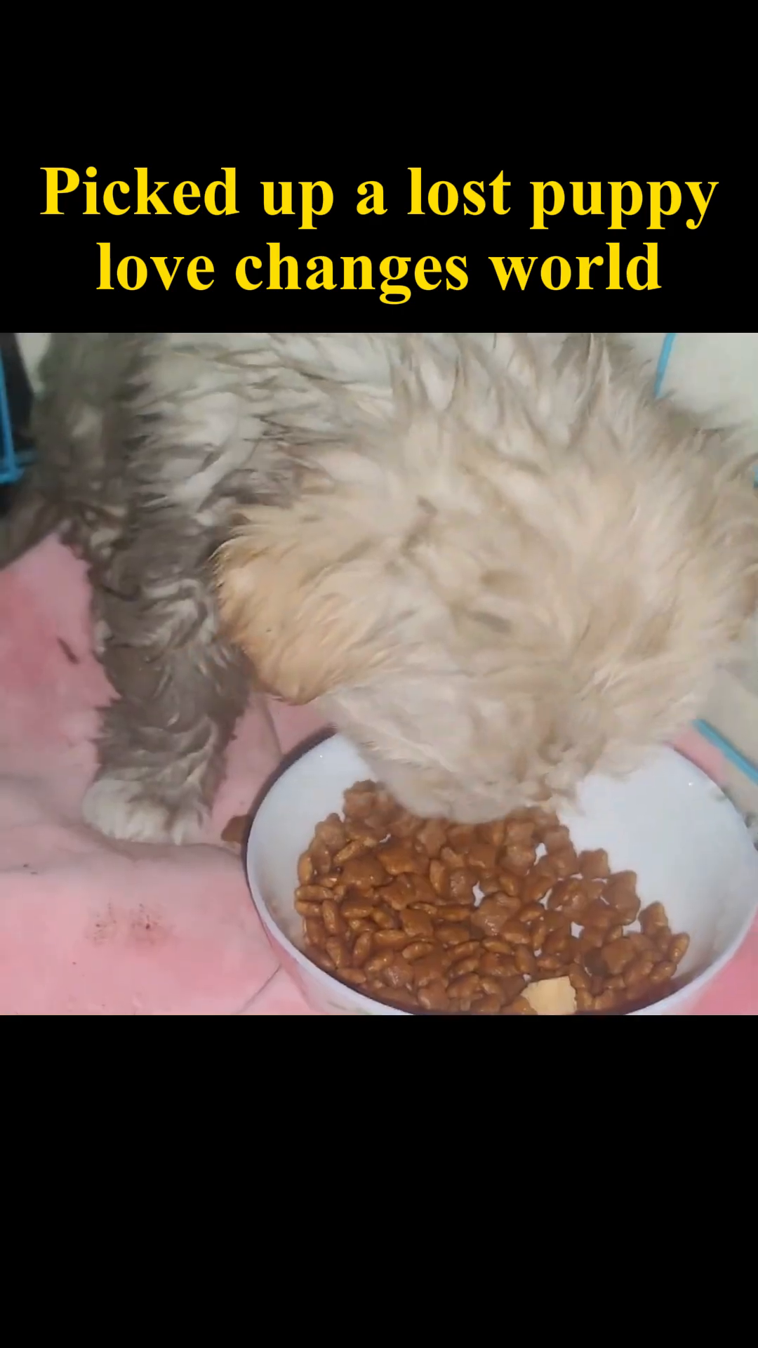 A person gently wipes the puppy's face with a tissue as it eats from a bowl.