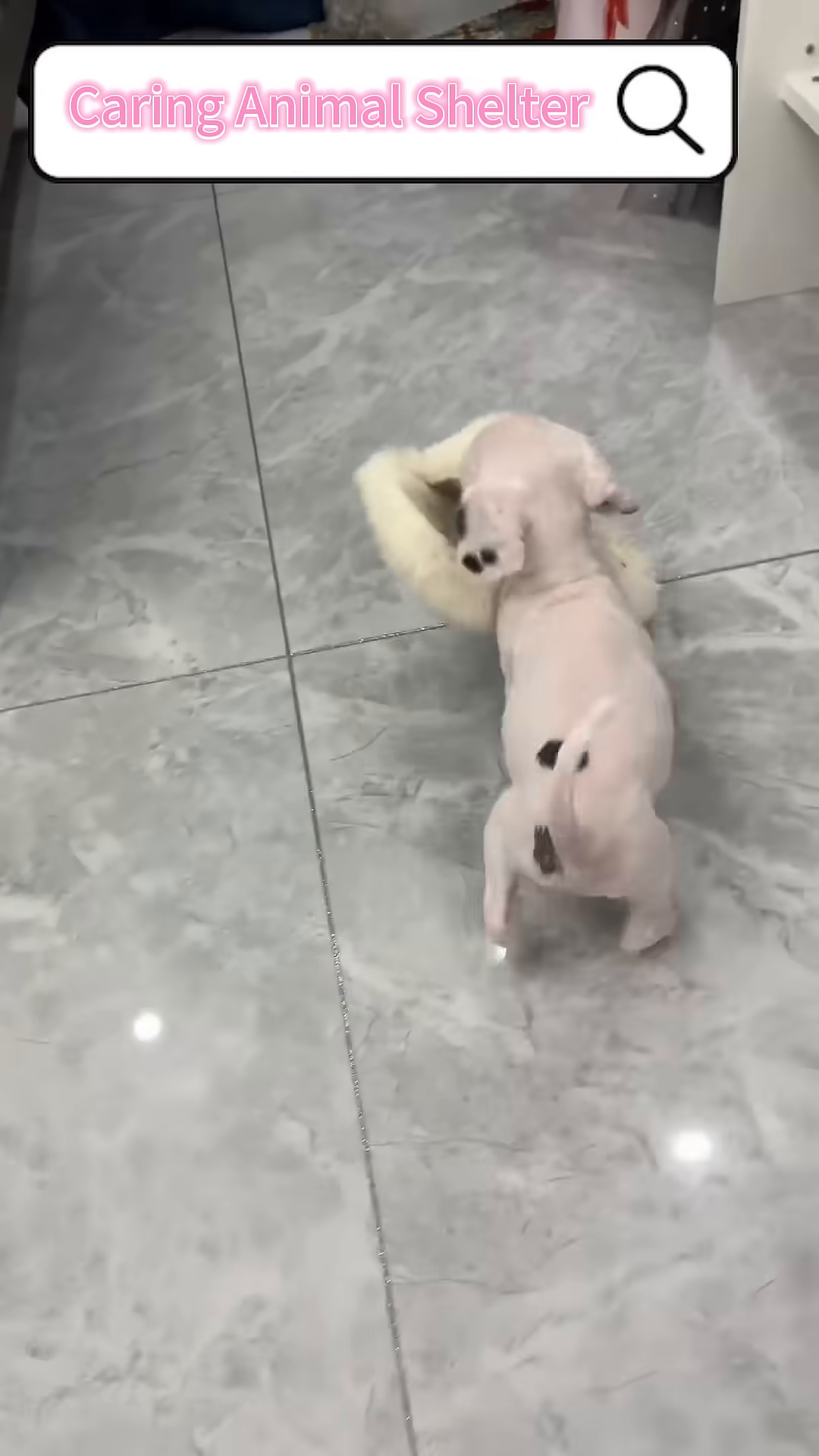 The puppy joyfully plays with a toy, full of energy.