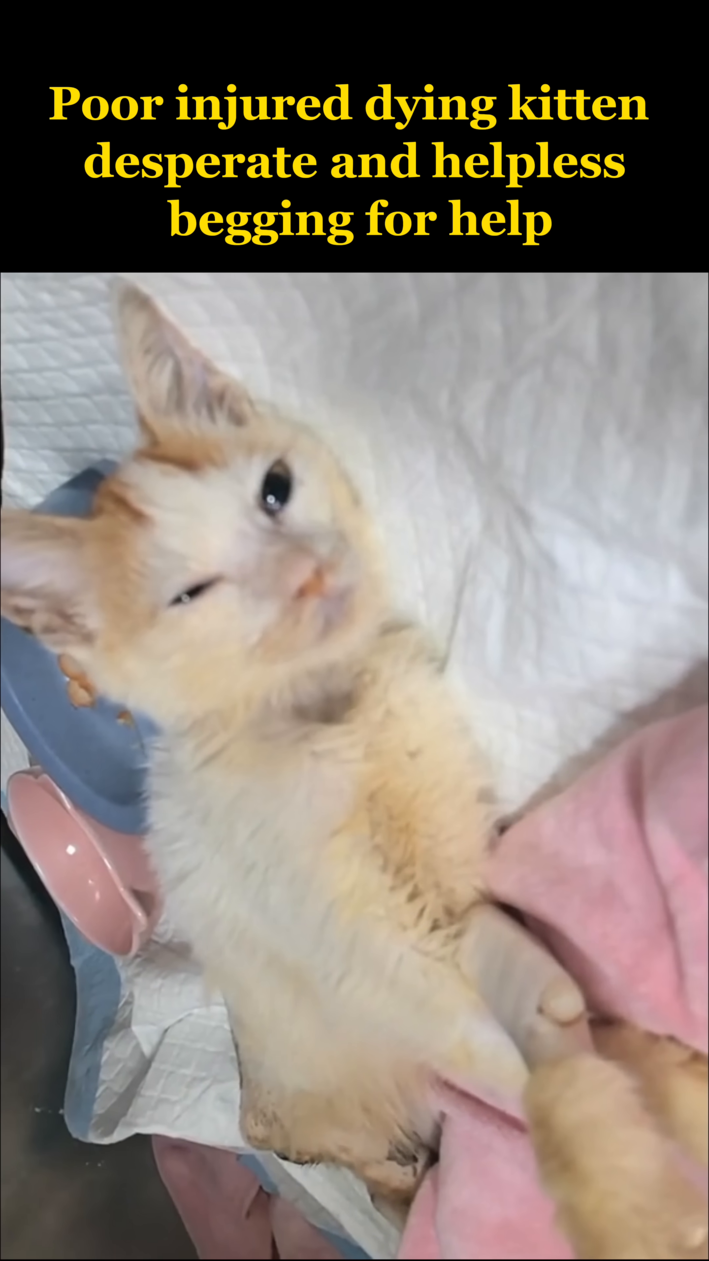 The kitten lies wrapped in blankets, looking weak but determined.