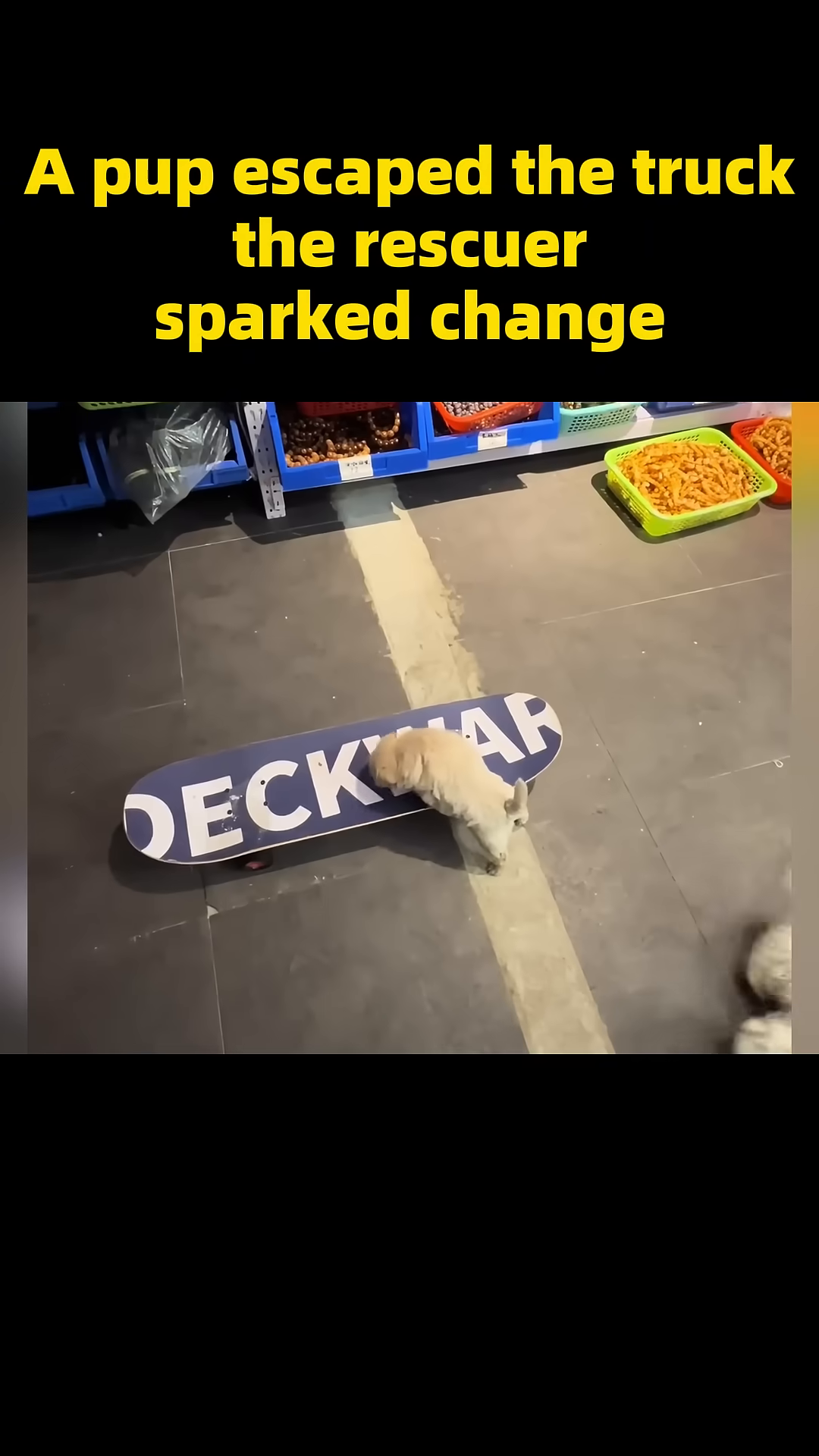 The puppy is riding on a skateboard, looking happy and exhilarated.